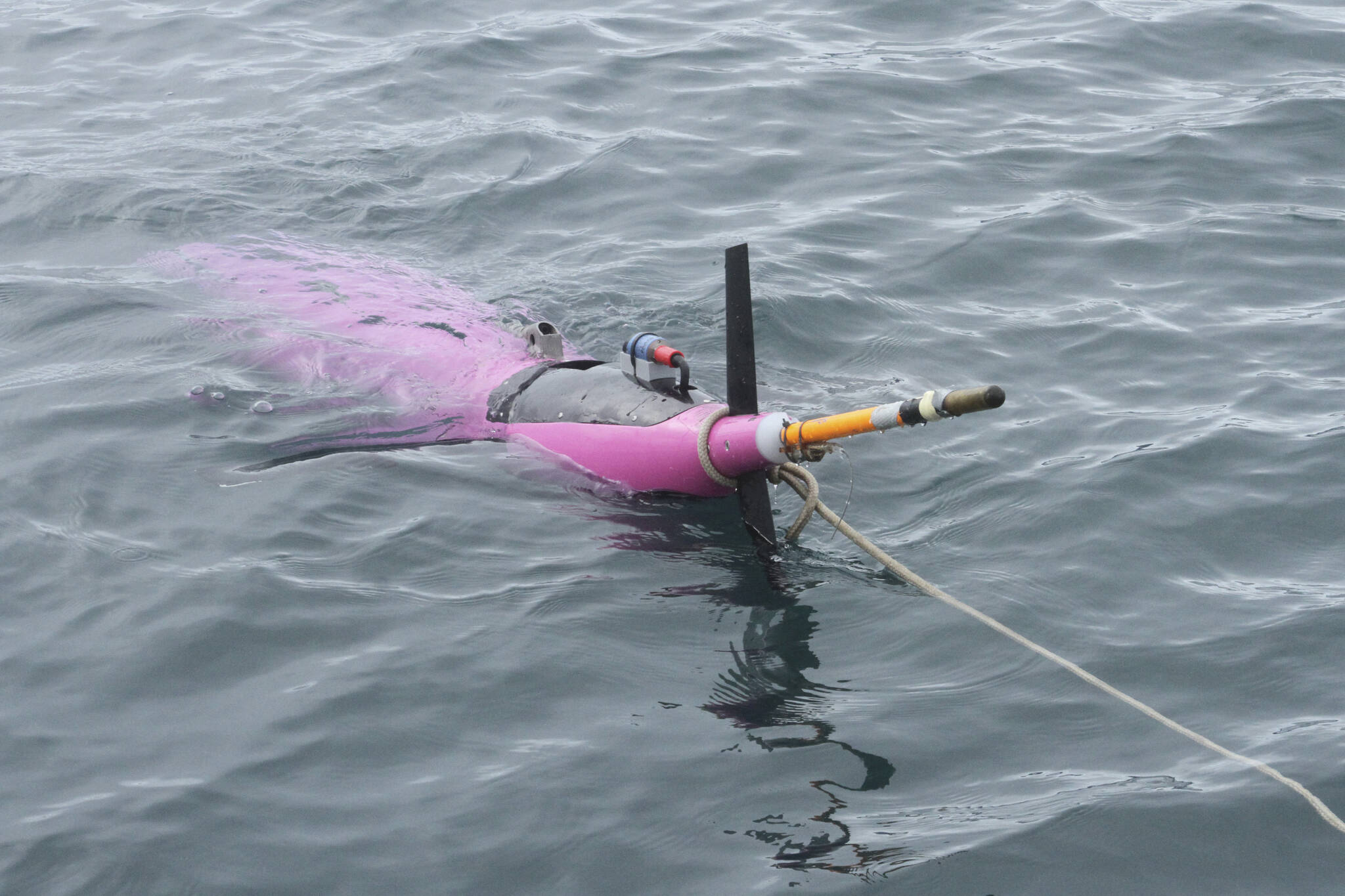 This May 4, 2022, photo shows an underwater glider bobbing in the Gulf of Alaska. The glider was fitted with special sensors to study ocean acidification. (AP Photo/Mark Thiessen)