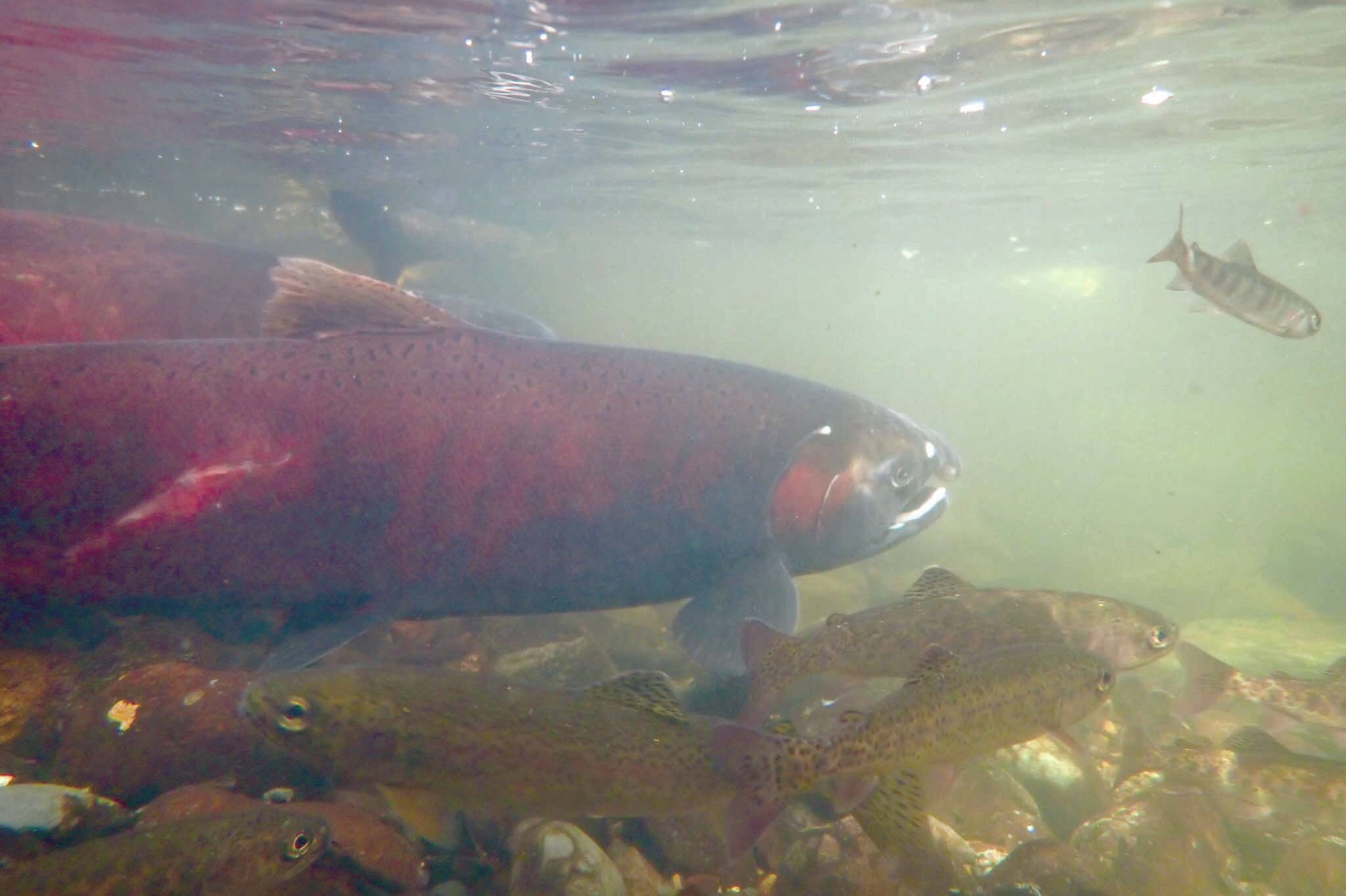 Silver salmon swim in Sucker Creek on Sept. 18, 2020. (Photo by Matt Bowser/Kenai National Wildlife Refuge)