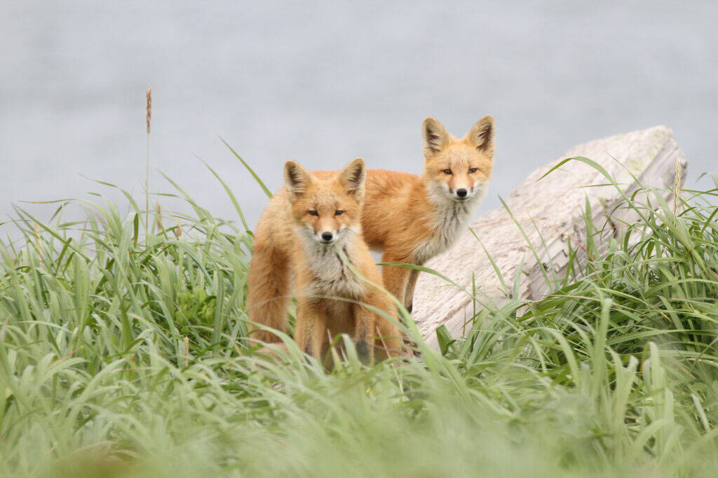 Red fox kits stand in the tall grass on St. Matthew Island in July of 2019. Alaska has recorded its first fox infected with highly pathogenic avian influenza, and the wildlife veterinarian with the Alaska Department of Fish and Game says that young foxes and other young scavenging mammals are liley to be more susceptible to infections. (Photo by Rachel Richardson/USGS Alaska Science Center)