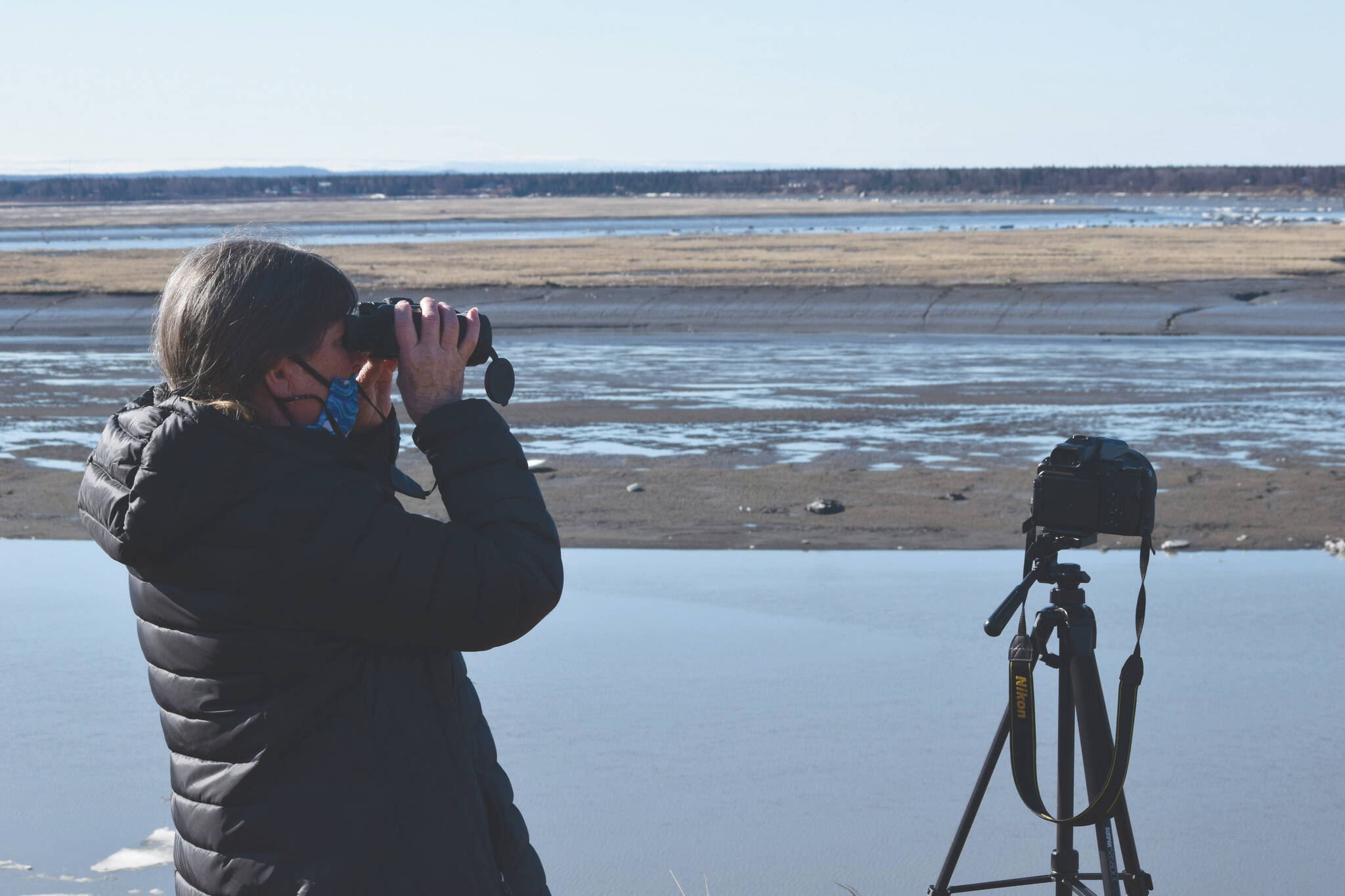 Camille Botello / Peninsula Clarion
Teresa Becher watches as beluga whales swim up the Kenai River on April 24, 2021. Becher is a volunteer citizen scientist coordinator with the Alaska Beluga Monitoring Partnership, which observes beluga migration in Cook Inlet.