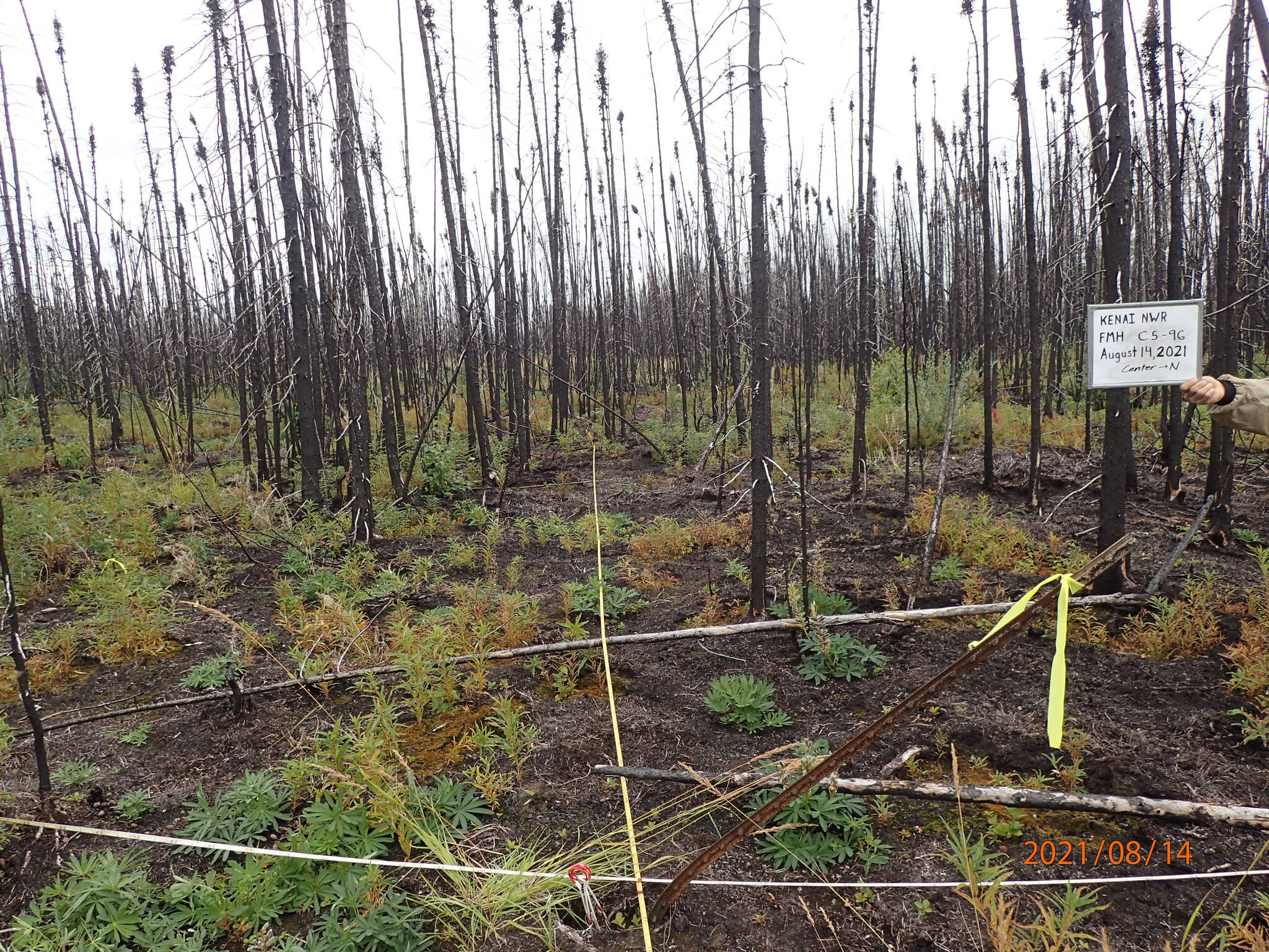 There are two photos of Mystery Creek plots burned by Swan Lake. This plot was only burned by the Swan Lake Fire and has blackened duff with variable depth of burn, low shrubs resprouting from surviving roots, and other plants seeded in since the fire. Photos were taken in 2021. (Photo provided)