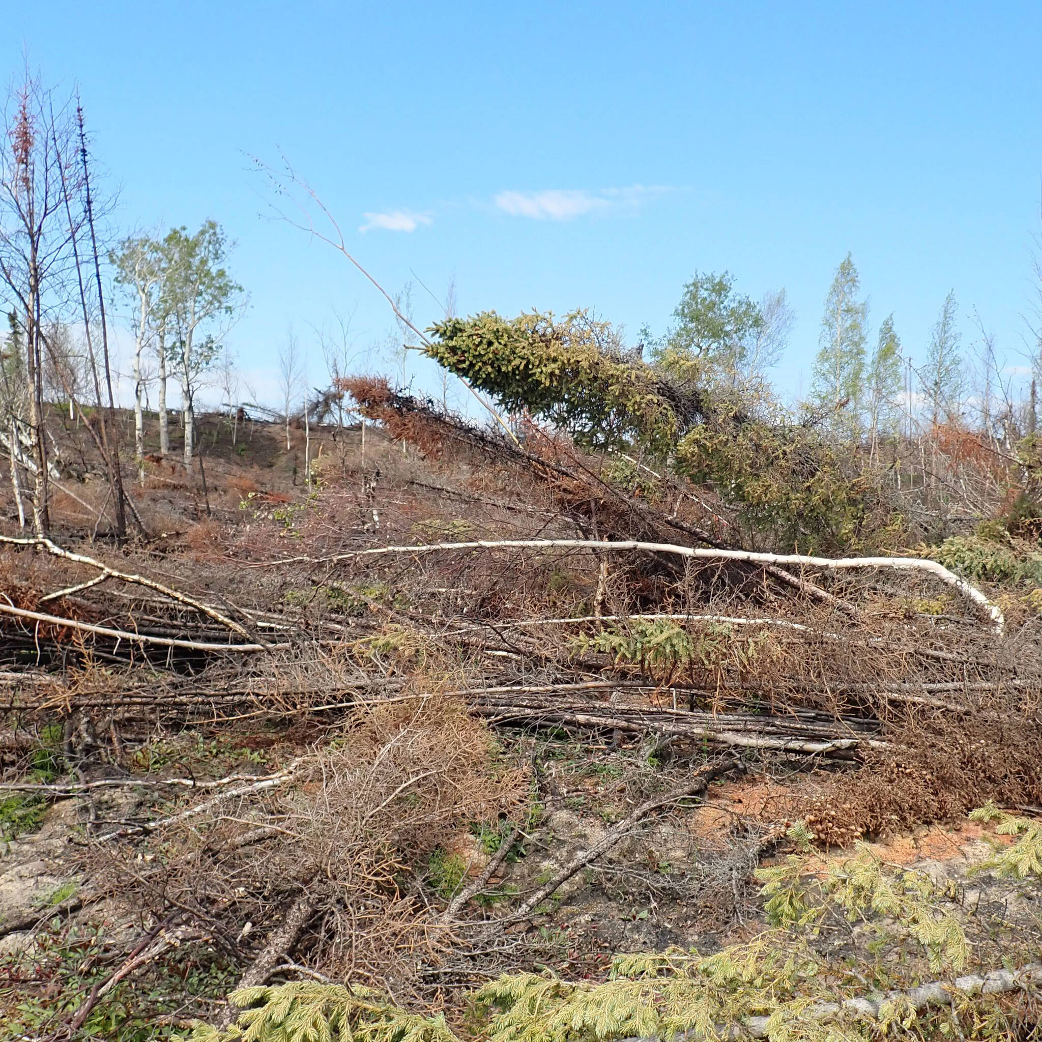 Duff around tree roots completely consumed by fire, causing lightly burned trees to fall. Taken south of Skilak Lake Road, July 2020. (Photo provided)