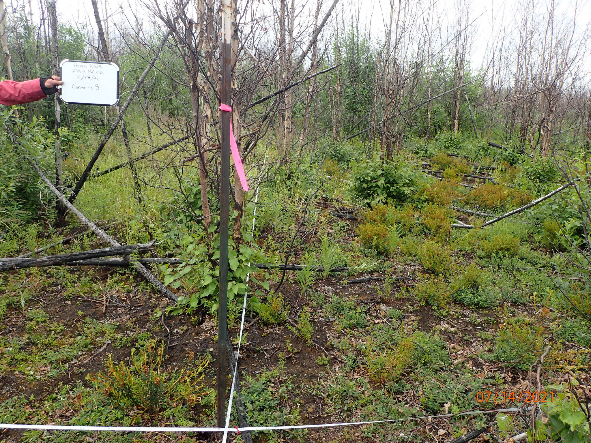 This is the second photo of a Mystery Creek plot. This plot was burned by a prescribed fire plus Swan Lake Fire. This plot shows spruce killed by the prescribed fire (leaning and on the ground), birch and tall willows top-killed by Swan Lake and resprouting from the base, and resprouting low shrubs. Photo taken in 2021. (Photo provided)