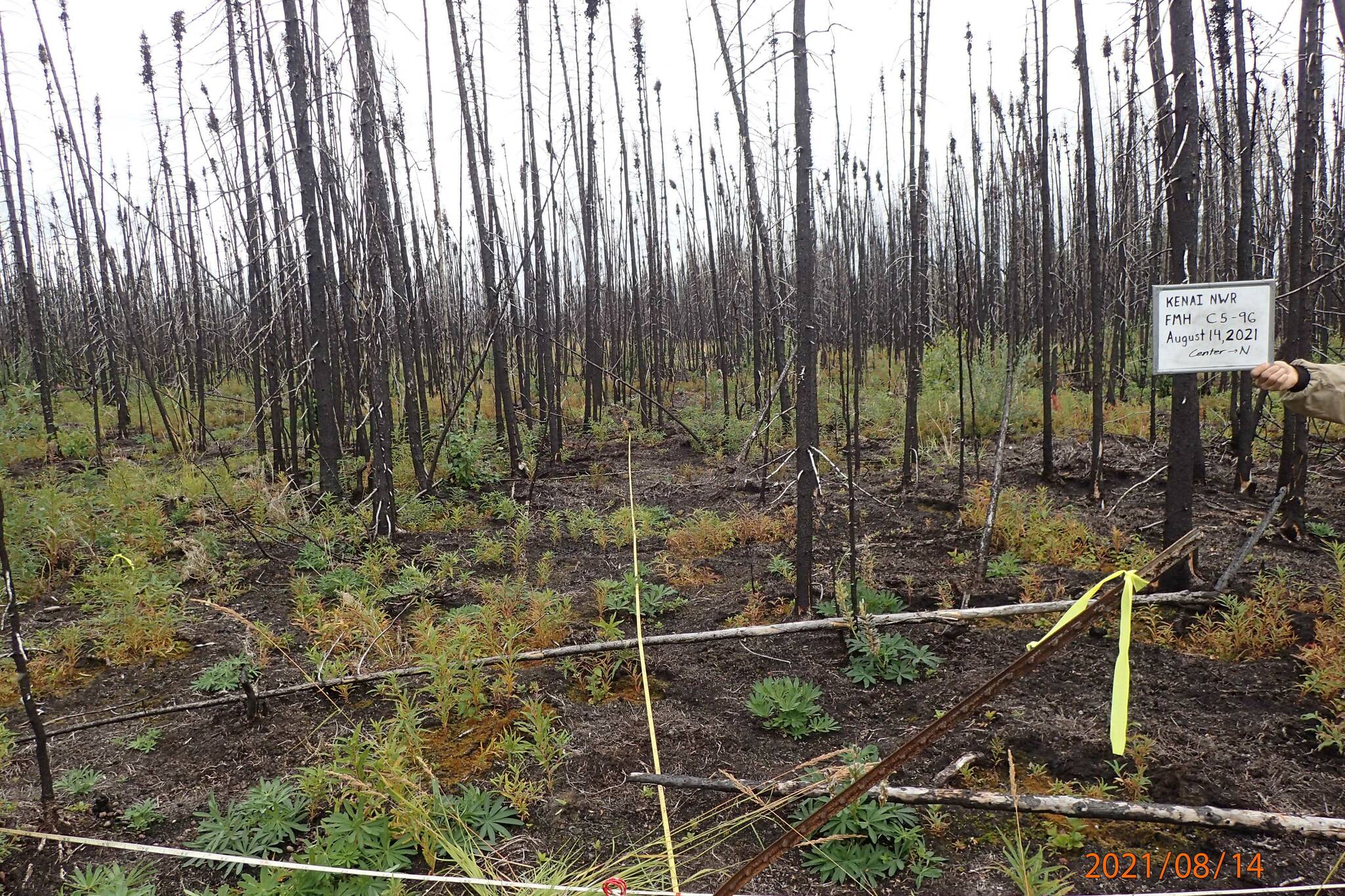 There are two photos of Mystery Creek plots burned by Swan Lake. This plot was only burned by the Swan Lake Fire and has blackened duff with variable depth of burn, low shrubs resprouting from surviving roots, and other plants seeded in since the fire. Photos were taken in 2021.