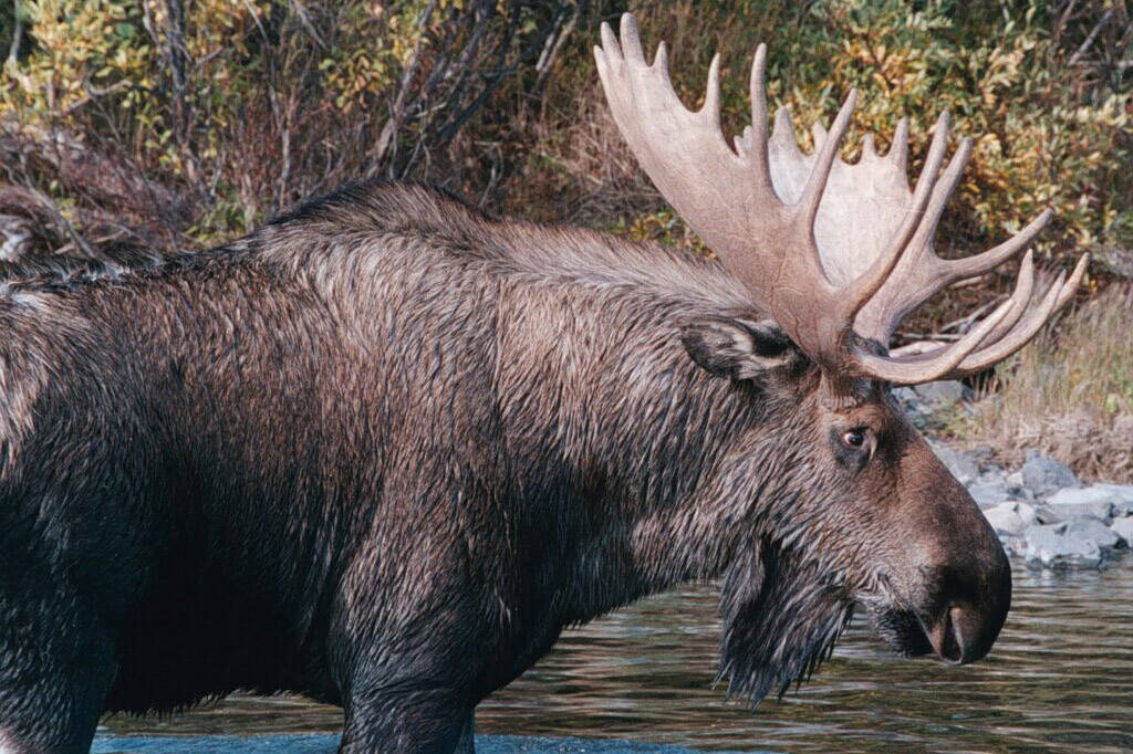 A bull moose stands in Nunavaugaluk Lake, October of 1997. The moose population in the nearby Togiak National Wildlife Refuge has boomed over the past three decades. (Photo by Andy Aderman/U.S. Fish and Wildlife Service via Alaska Beacon)