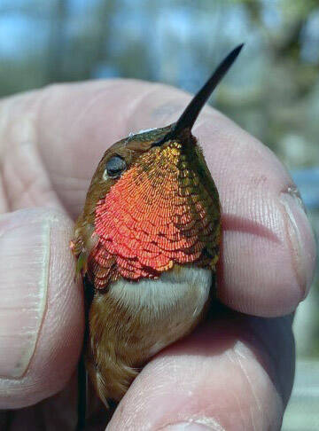 A recently banded male rufous hummingbird shows off his colors. (Photo by T. Eskelin, USFWS)