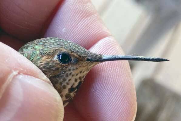 Pollen collects on the beak of a female rufous hummingbird and is transferred from flower to flower. (Photo by T. Eskelin, USFWS)