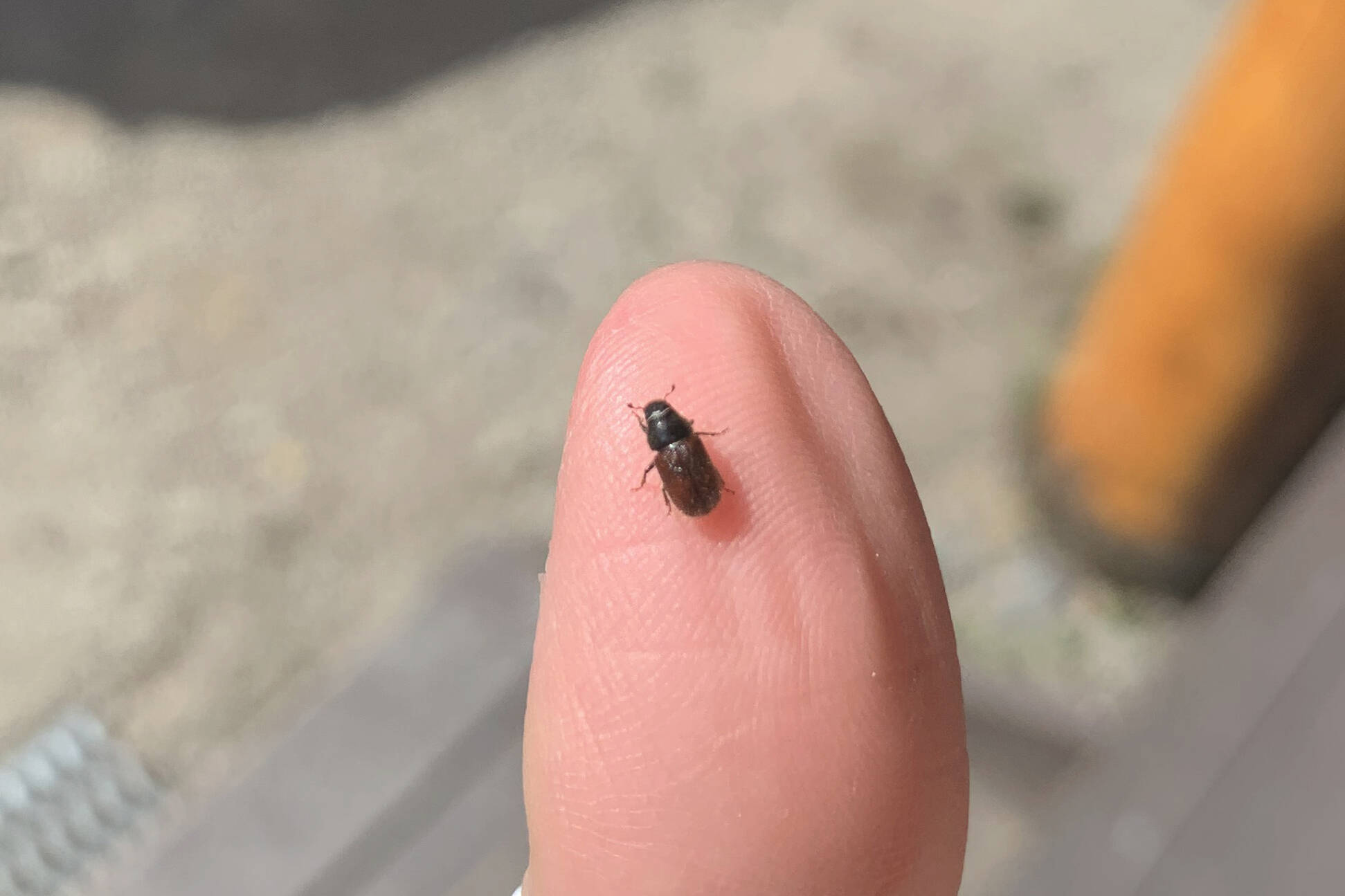 A spruce bark beetle rests on the photographer’s thumb on Wednesday, June 1, 2022, in Cantwell, Alaska. (Ashlyn O’Hara/Peninsula Clarion)