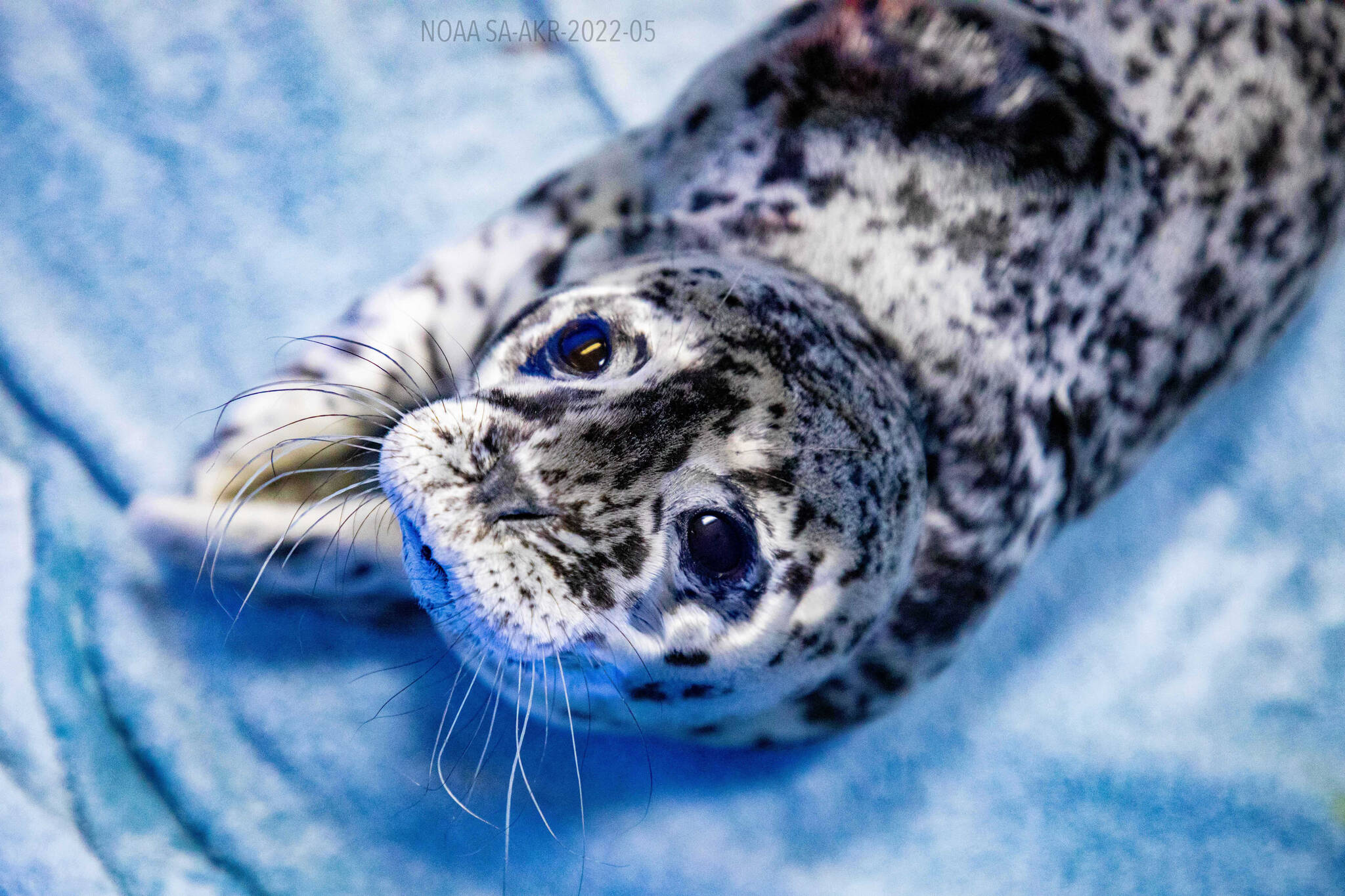 A female harbor seal pup is admitted to the Alaska SeaLife Center in Seward, Alaska, on Thursday, June 2, 2022, after she was abandoned on a beach in Kasilof, Alaska. (Photo courtesy Kaiti Grant, Alaska SeaLife Center)