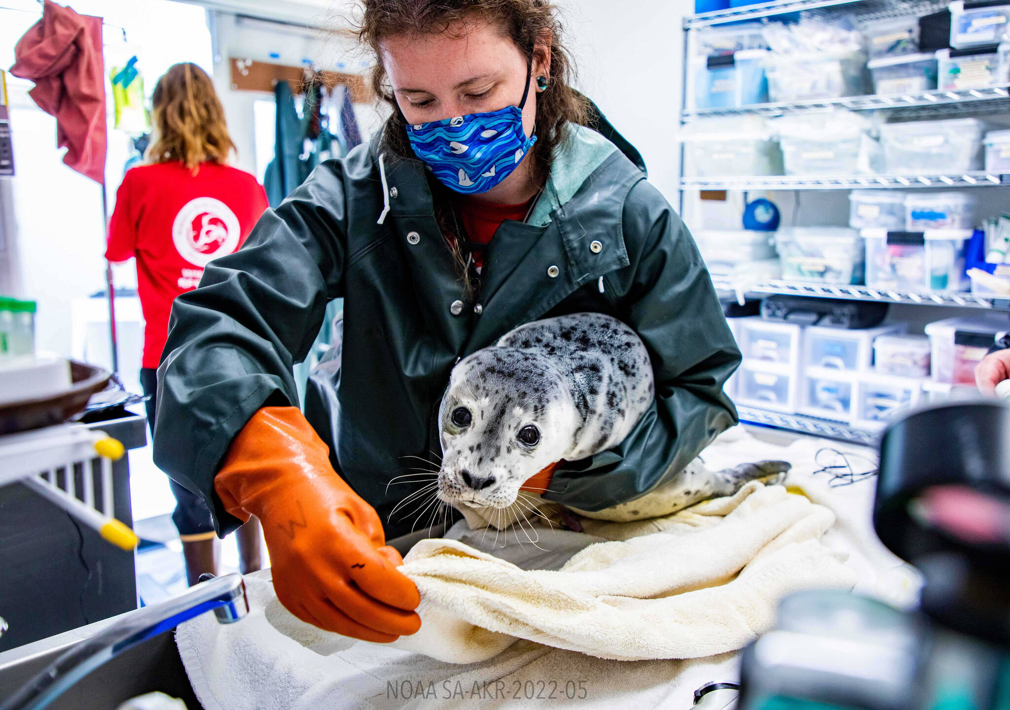 A male harbor seal pup is admitted to the Alaska SeaLife Center in Seward, Alaska, on Thursday, June 2, 2022, after he was abandoned on a beach in Kasilof, Alaska. (Photo courtesy Kaiti Grant, Alaska SeaLife Center)