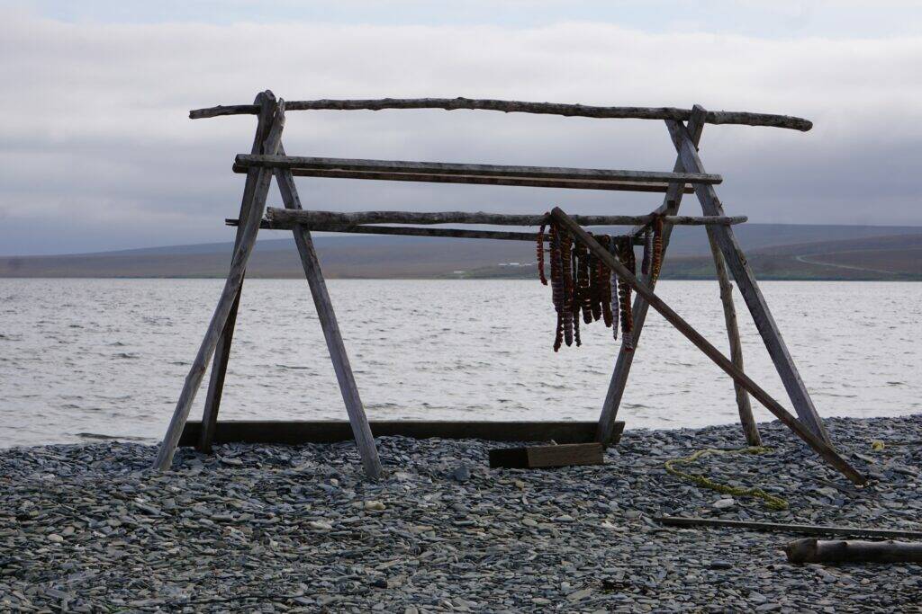 Salmon dries on a traditional rack on the beach in the Seward Peninsula village of Teller on Sept. 2, 2021. Salmon is a dietary staple for Indigenous residents of Western Alaska, and poor runs have created hardship. (Photo and caption by Yereth Rosen/Alaska Beacon)