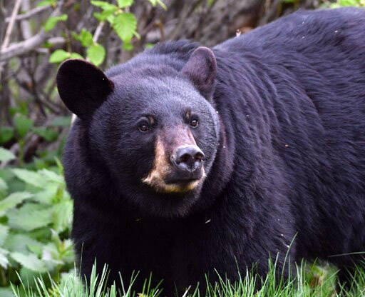 A black bear. (Photo by Colin Canterbury/USFWS)