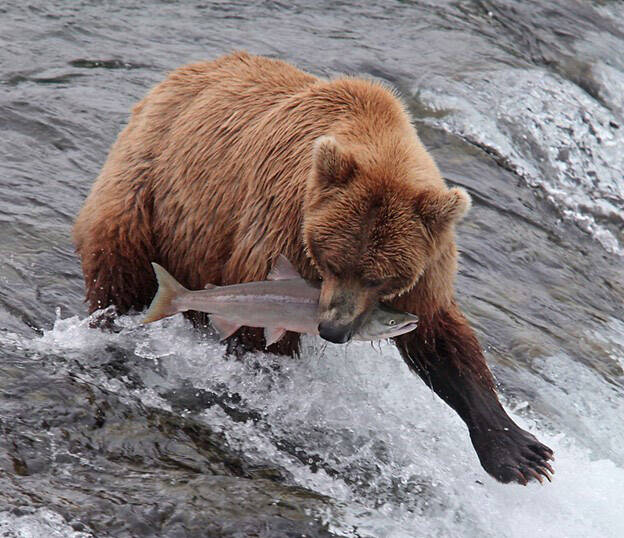 A brown bear. (Photo by Tim Bowman/USFWS)