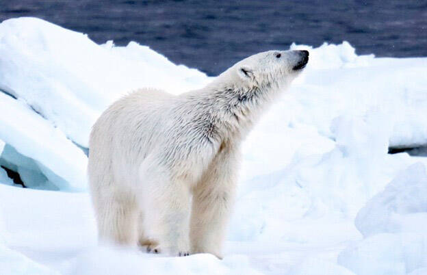 A polar bear. (Photo by Tim Bowman/USFWS)