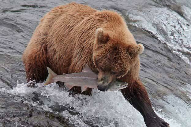 A brown bear. (Photo by Tim Bowman/USFWS)