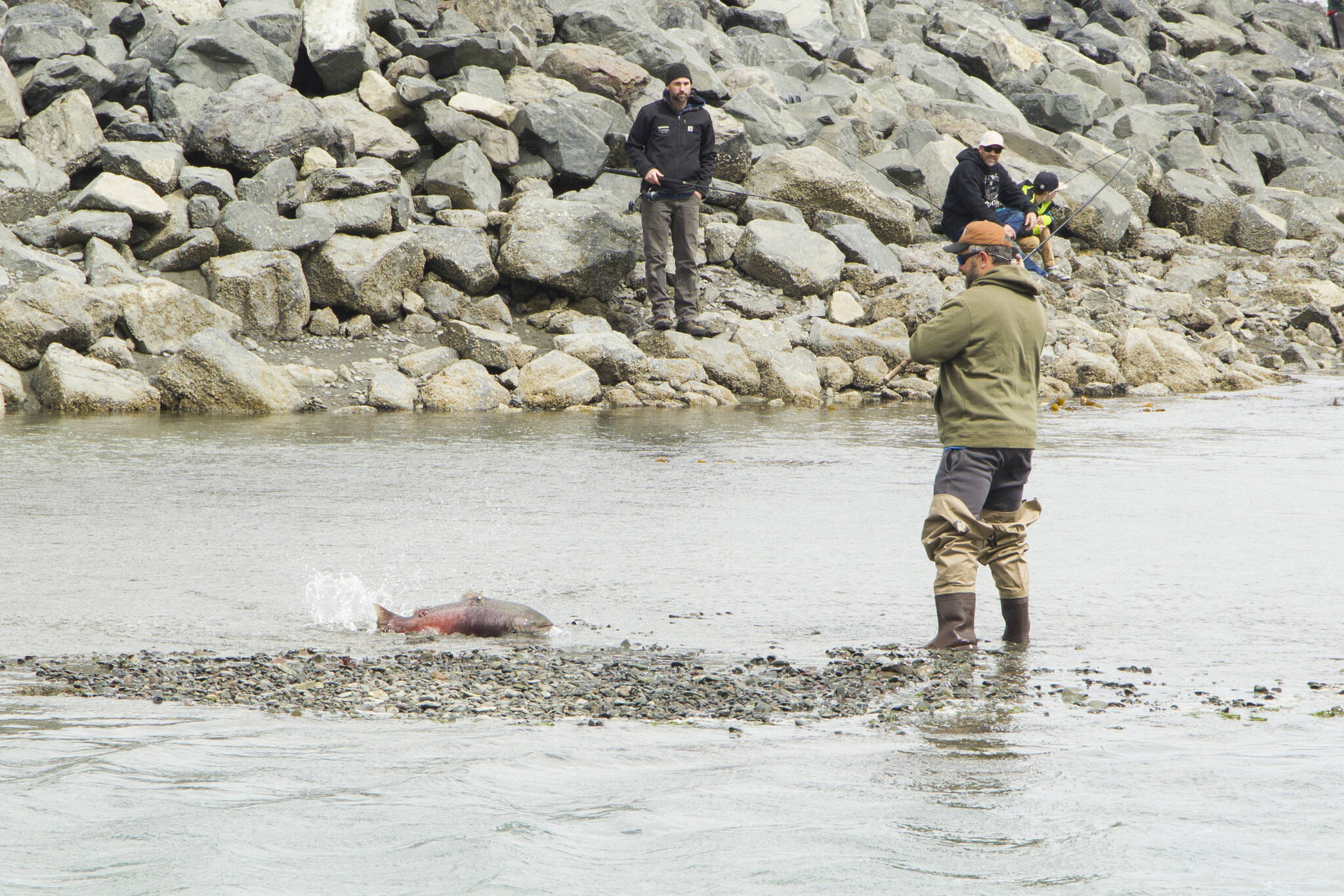 A fisherman catches a salmon in the Nick Dudiak Fishing Lagoon before the tide washed in on June 25, 2021, in Homer, Alaska. (Photo by Sarah Knapp/Homer News)
