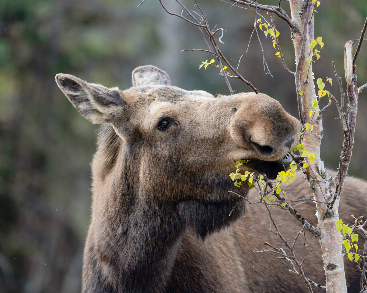 A moose browsing on birch on the Kenai National Wildlife Refuge. (Photo by Colin Canterbury/FWS)