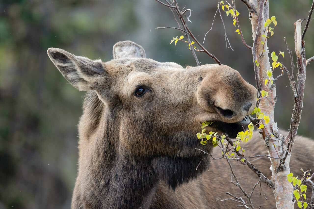A moose browsing on birch on the Kenai National Wildlife Refuge. (Photo by Colin Canterbury/FWS)