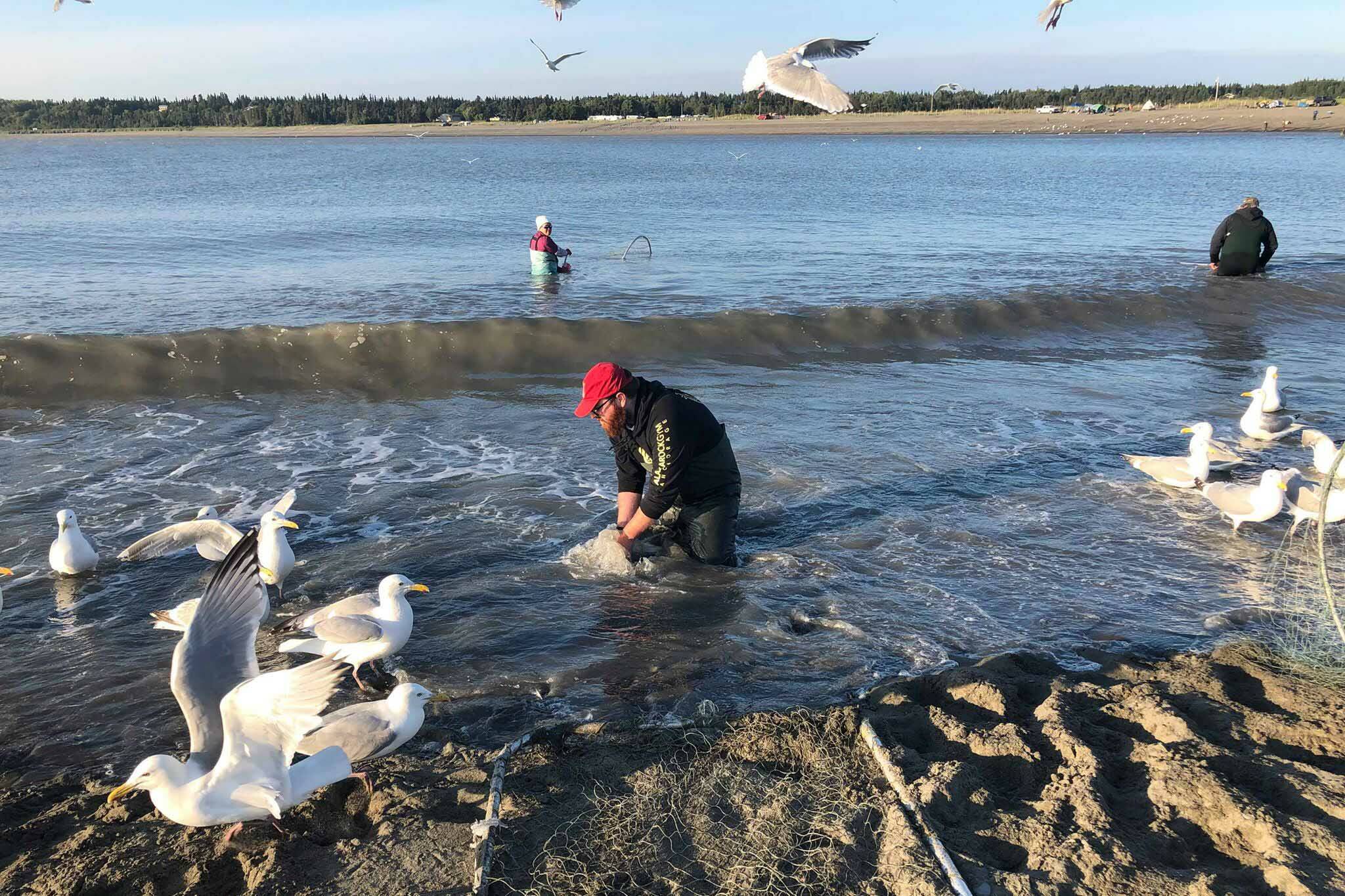 Nate Rochon cleans fish after dipnetting in the Kasilof River, on June 25, 2019, in Kasilof, Alaska. (Photo by Victoria Petersen/Peninsula Clarion)