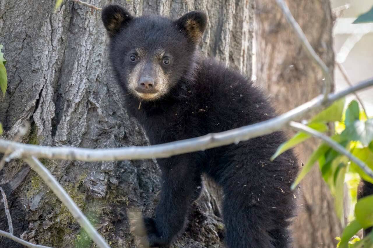 "Doing our part to be bear smart" keeps bears behaving naturally on the Kenai National Wildlife Refuge. Photo taken with a 600mm zoom lens. (Photo by Colin Canterbury/FWS)