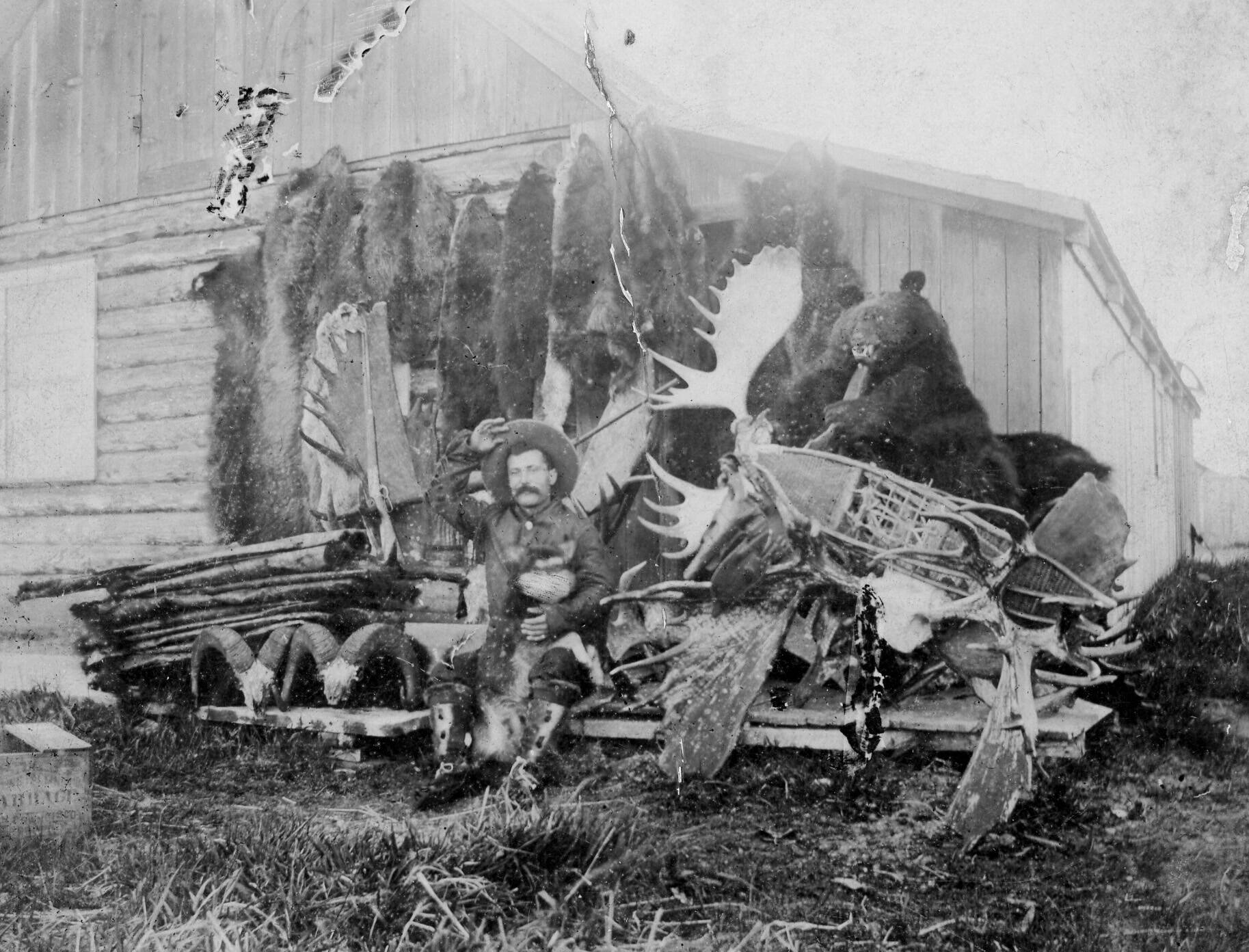 Photo courtesy of the Viani Family Collection 
Frenchy posed with this heap of hunting and trapping trophies in Kenai in 1899.