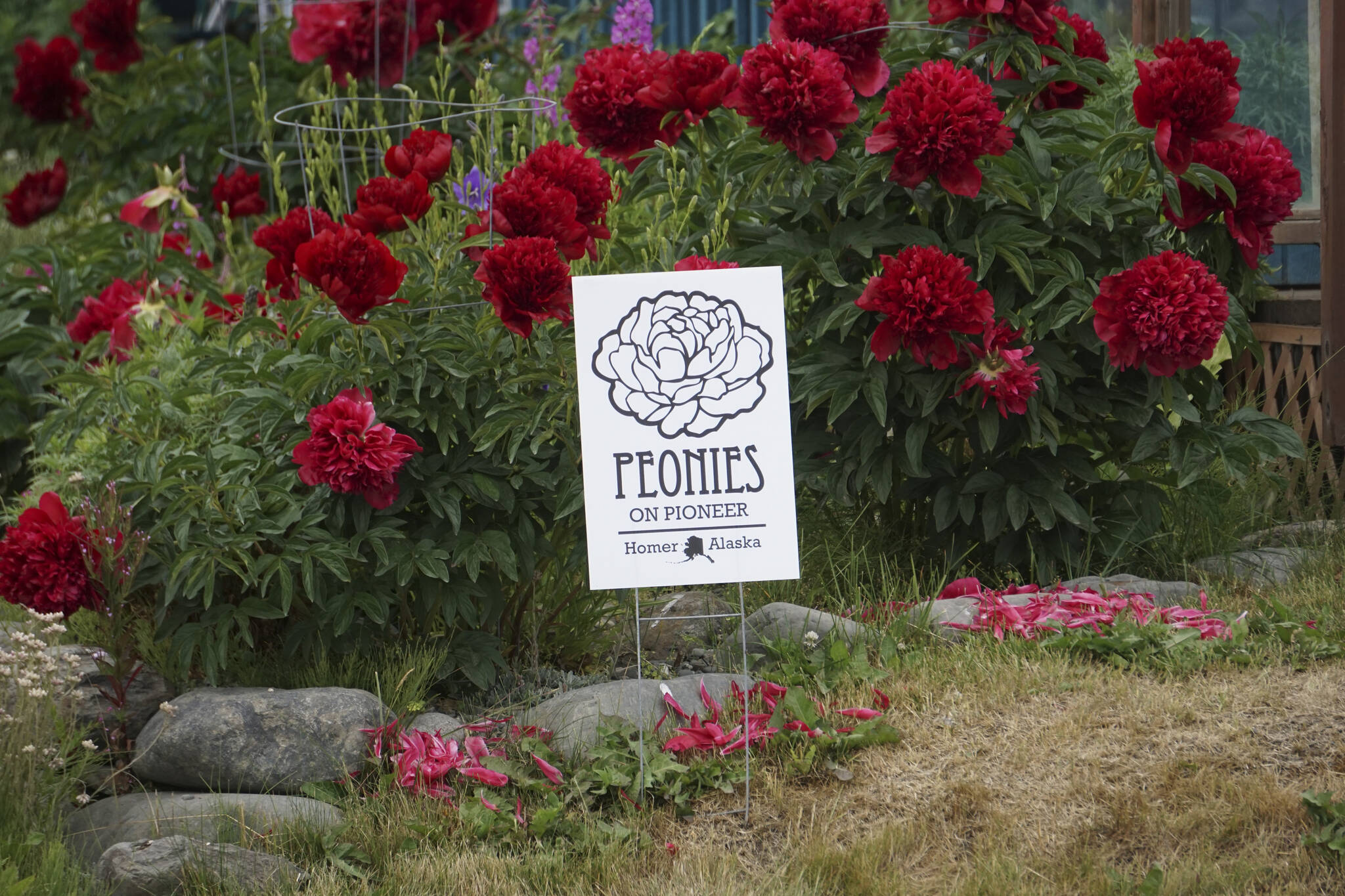 A display of peonies is seen on Pioneer Avenue for the Fourth of July parade on Monday, July 4, 2022, in Homer, Alaska. (Photo by Michael Armstrong/Homer News)