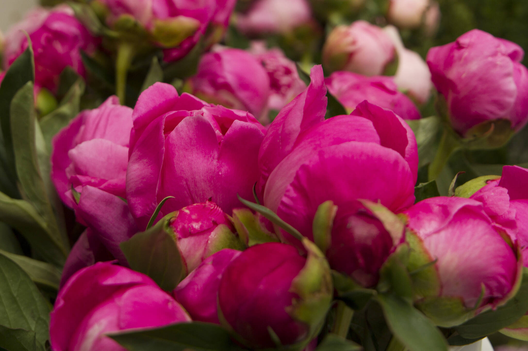 Peonies used at Alaska Perfect Peony Farm to create bouquets for the tour group on July 9, 2021. Photo by Sarah Knapp/Homer News