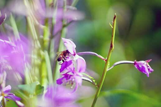 Thereճ a lot of buzz around fireweed. A diversity of pollinators visit the flowers. (Photo by Katrina Liebich/USFWS)