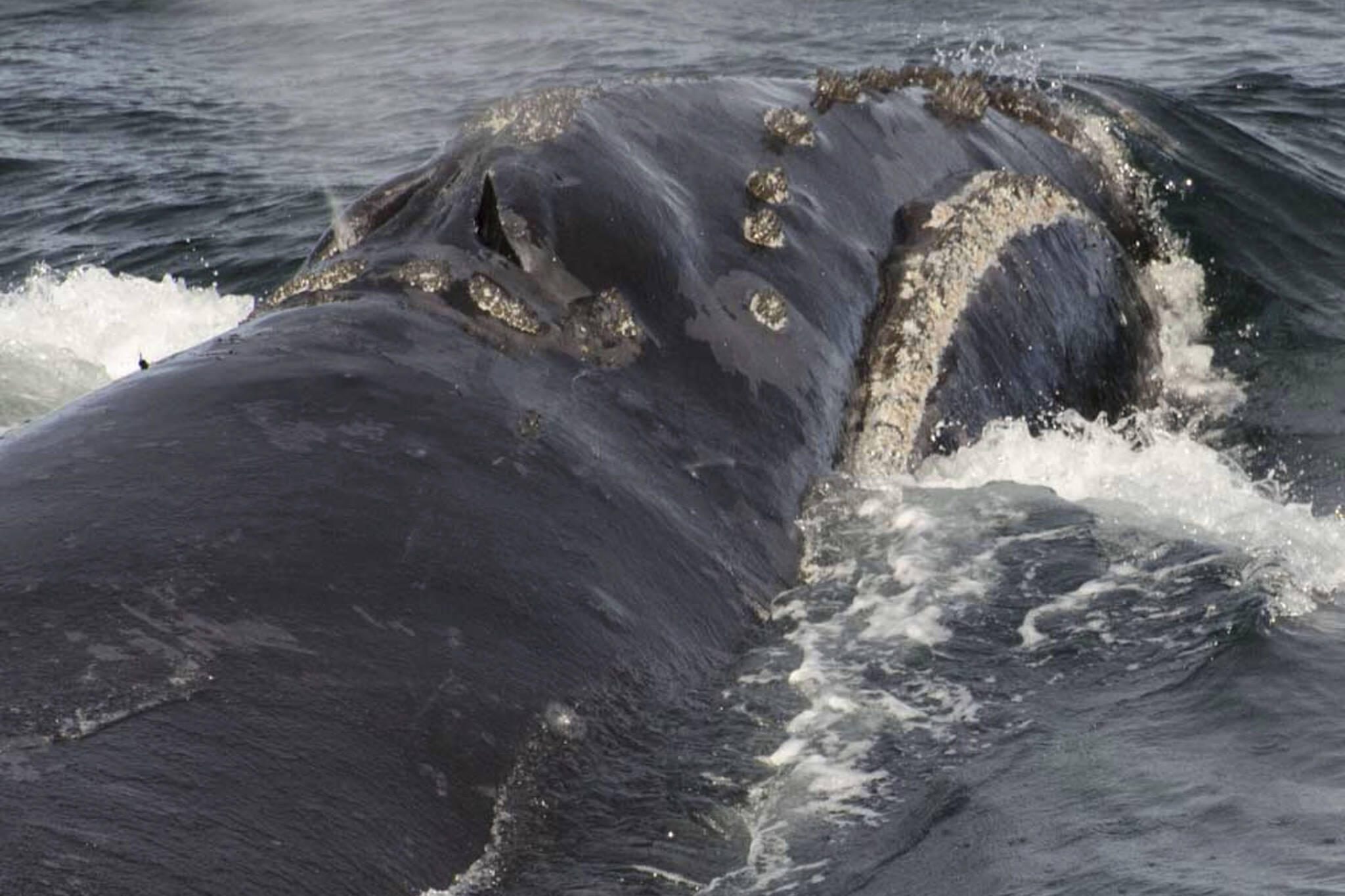 In this provided by NOAA Fisheries a North Pacific right whale swims in the Bering Sea west of Bristol Bay on Aug. 6, 2017. The U.S. government on Monday, July 11, 2022, agreed to a request from environmental groups to study increasing critical habitat designations in Alaska waters for North Pacific right whales, one of the rarest whale species in the world. (NOAA Fisheries via AP,File)