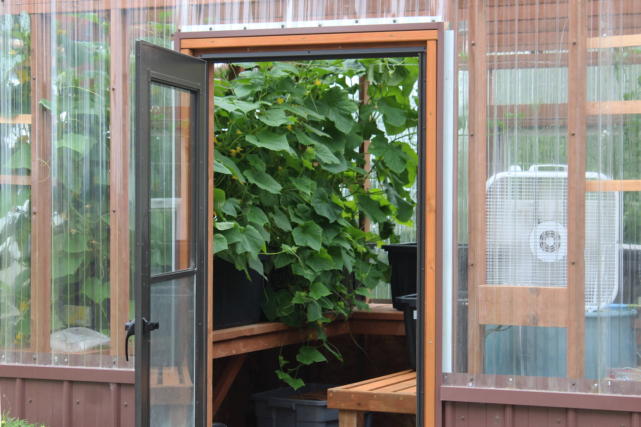 Plants grow inside of a greenhouse dedicated to Bill Osborn on Tuesday, July 12, 2022 in Kenai, Alaska. (Ashlyn O’Hara/Peninsula Clarion)