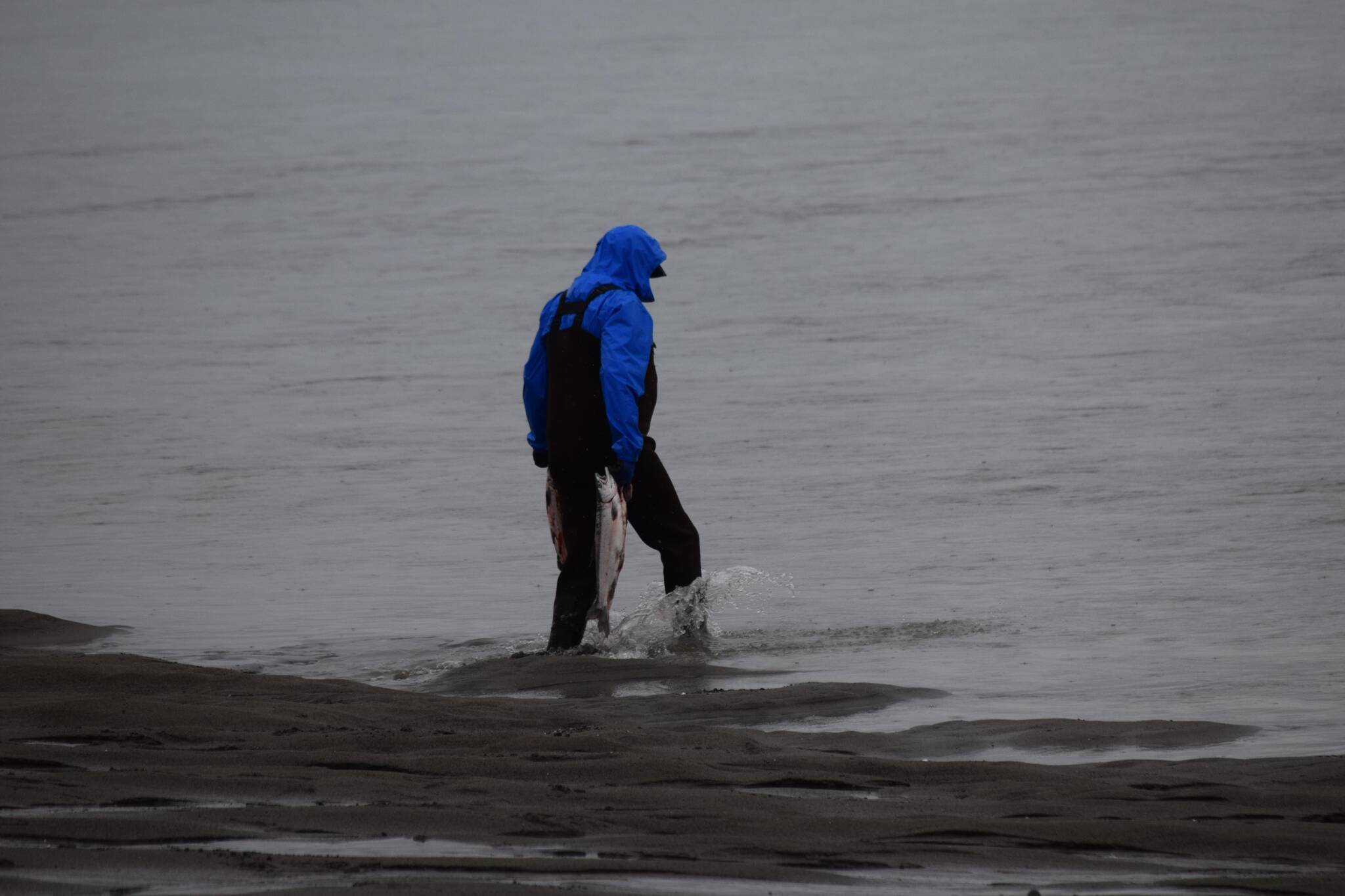 Raymond Bradbury rinses his salmon in the mouth of the Kenai River while dipnetting on Saturday, July 10, 2021. (Camille Botello / Peninsula Clarion)