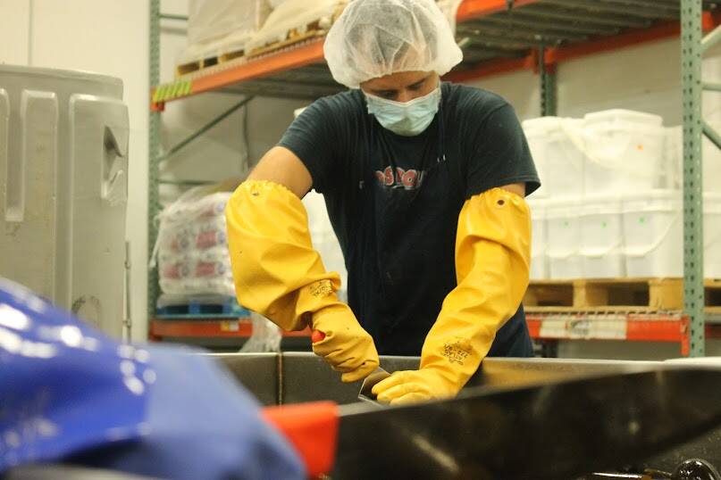 Employees use large knives to chop up bull kelp as it makes it was down the conveyor belt. (Clarise Larson // Juneau Empire)