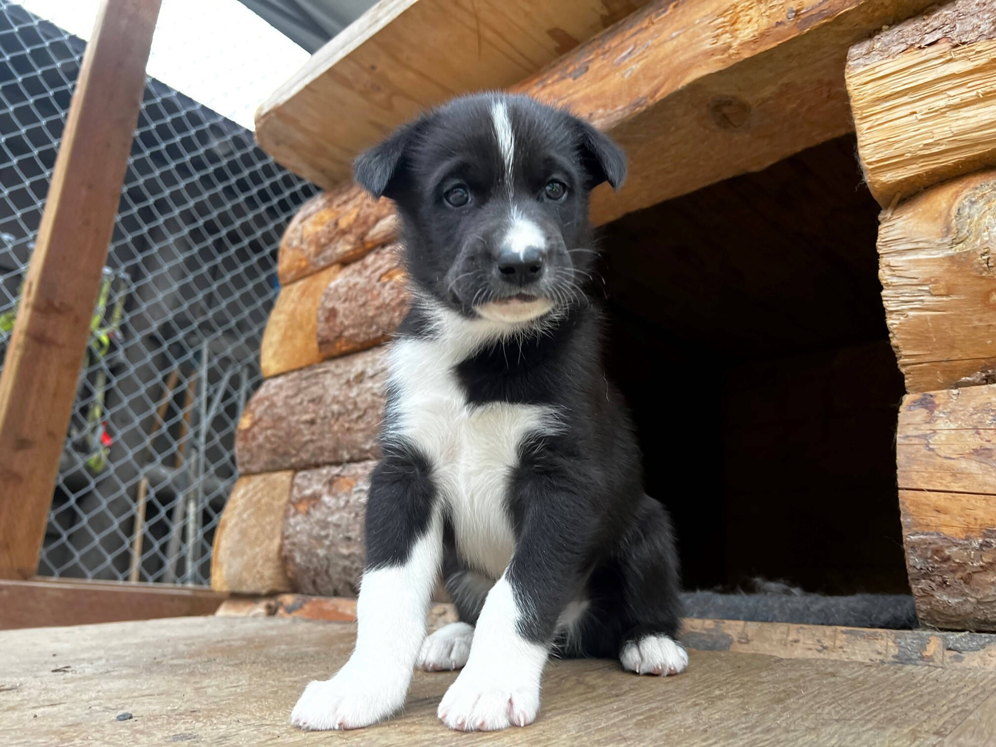 Mike the puppy is seen at Denali National Park and Preserve. (Photo courtesy National Park Service)