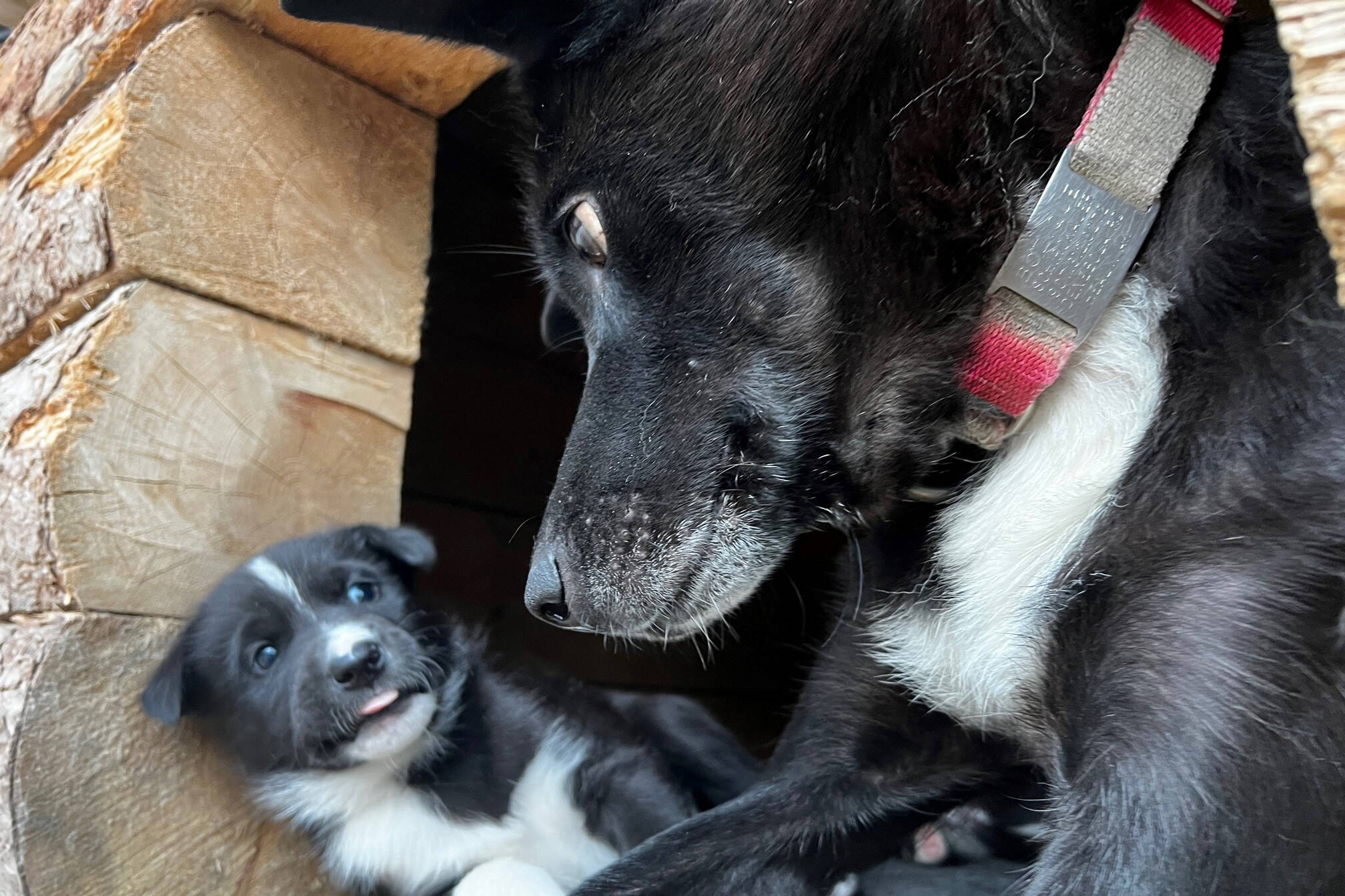 Mike the puppy is seen with his mom, Olive, at Denali National Park and Preserve. (Photo courtesy National Park Service)