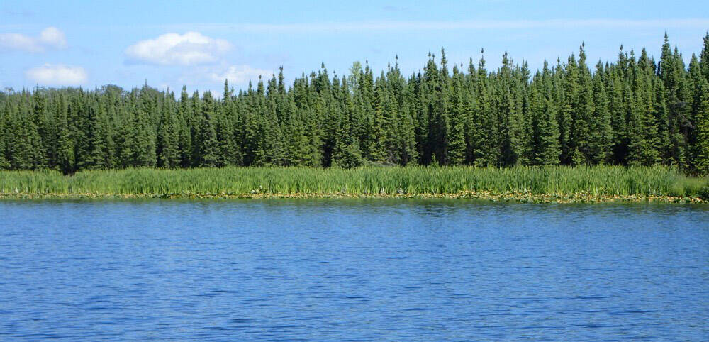 Cattails line the shore of Clam Lake on July 5, 2022. (Photo by Matt Bowser/USFWS)