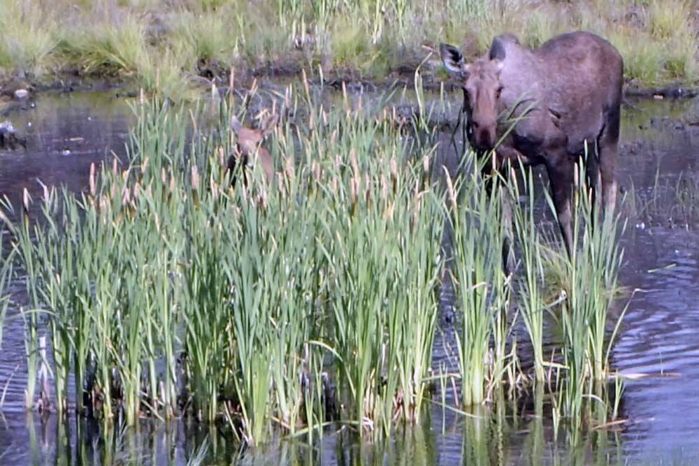 A cow moose and calf eating cattails on the Kenai National Wildlife Refuge on June 30, 2022. (Photo by Matt Bowser/USFWS)