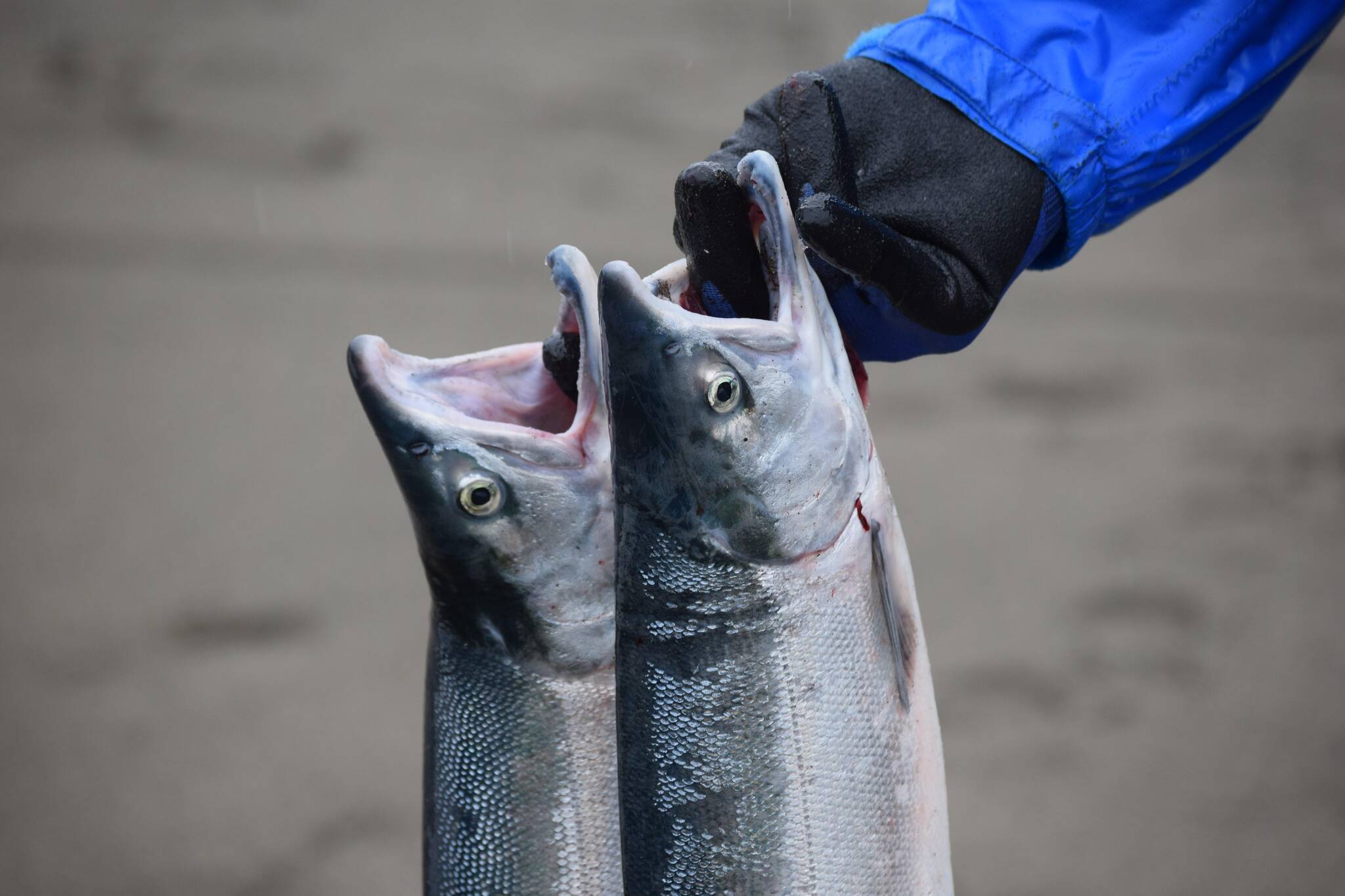 Raymond Bradbury preserves his salmon while dipnetting in the mouth of the Kenai River on Saturday, July 10, 2021. (Camille Botello/Peninsula Clarion)