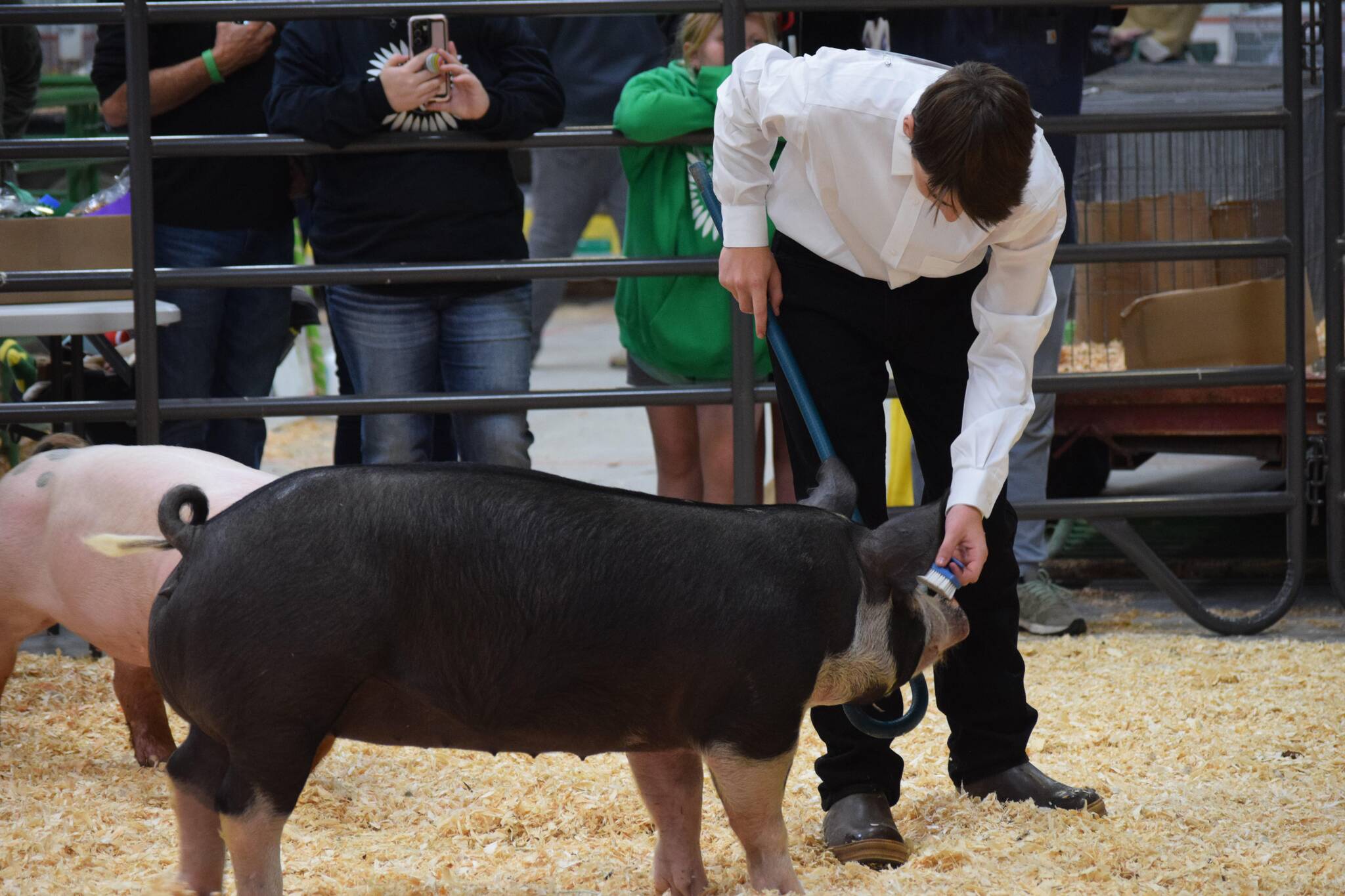 Parker Rose shows his pig during the senior swine showmanship round of the Kenai Peninsula 4-H Agriculture Expo at the Soldotna Regional Sports Complex on Friday, Aug. 6, 2021. He was the reserved grand champion in his class. (Camille Botello/Peninsula Clarion)