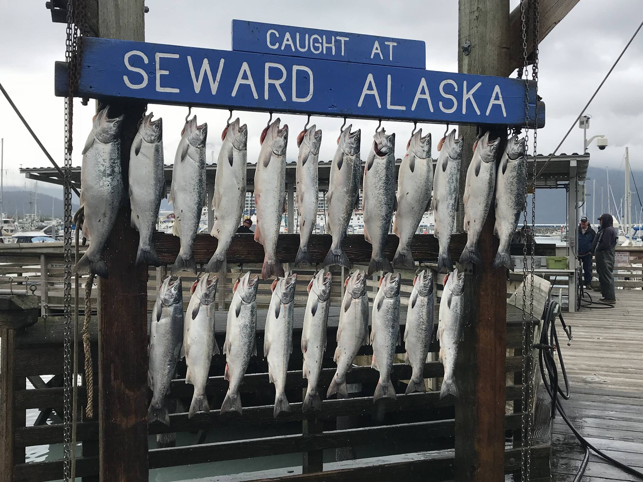 Silver salmon hang in the Seward Boat Harbor during the 2018 Seward Silver Salmon Derby. (Photo courtesy of Seward Chamber of Commerce)