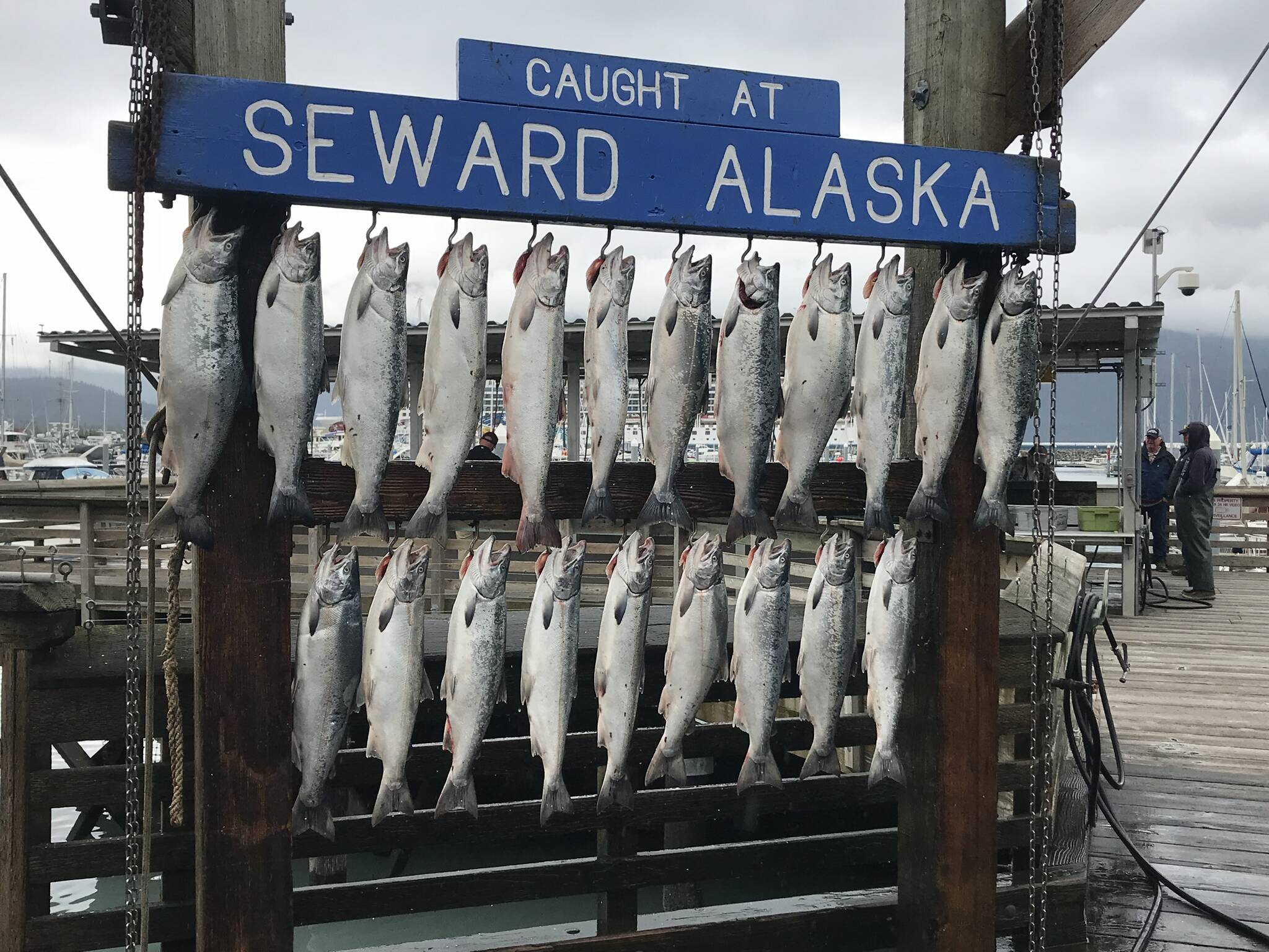 Seward Silver Salmon derby runs Aug. 1321 Peninsula Clarion