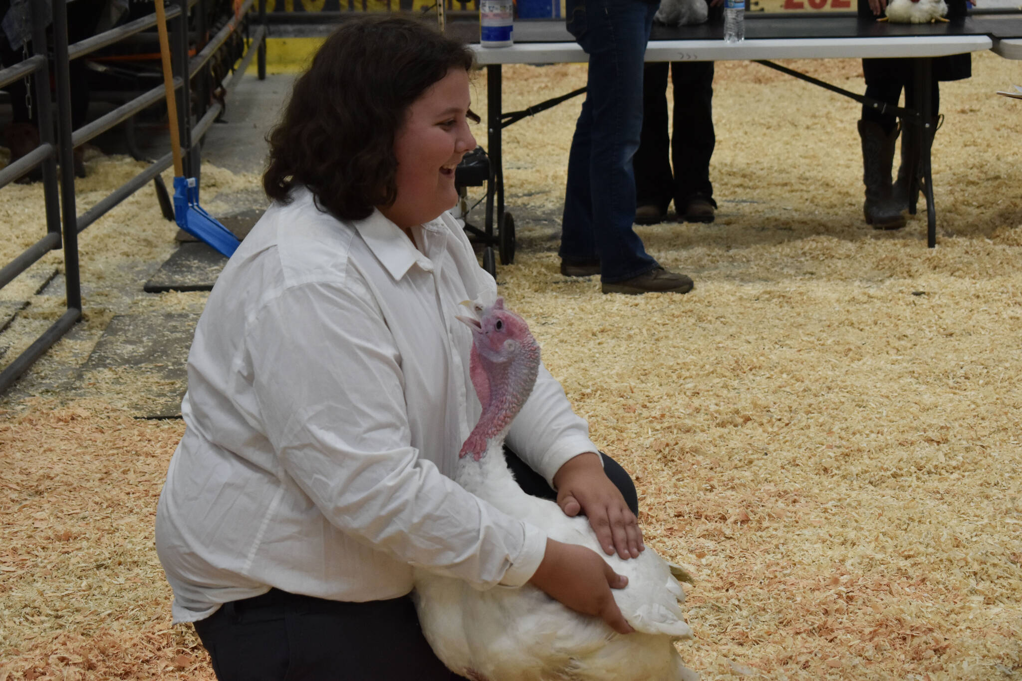 Levi Rankin shows a turkey at the 4-H Agriculture Expo in Soldotna, Alaska, on Aug. 5, 2022. Rankin was named Grand Champion in showmanship for this turkey showing. (Jake Dye/Peninsula Clarion)