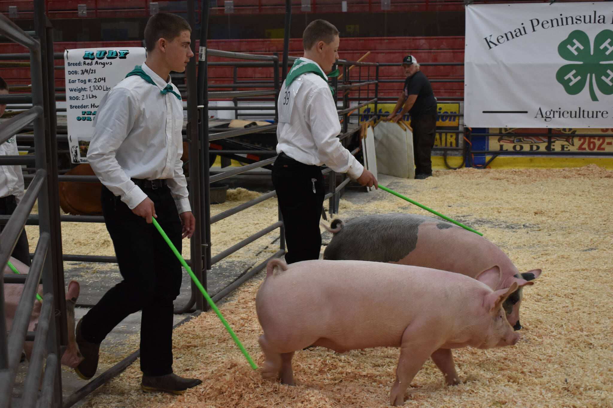 Pigs enter the arena to be shown at the 4-H Agriculture Expo in Soldotna, Alaska, on Aug. 5, 2022 (Jake Dye/Peninsula Clarion)