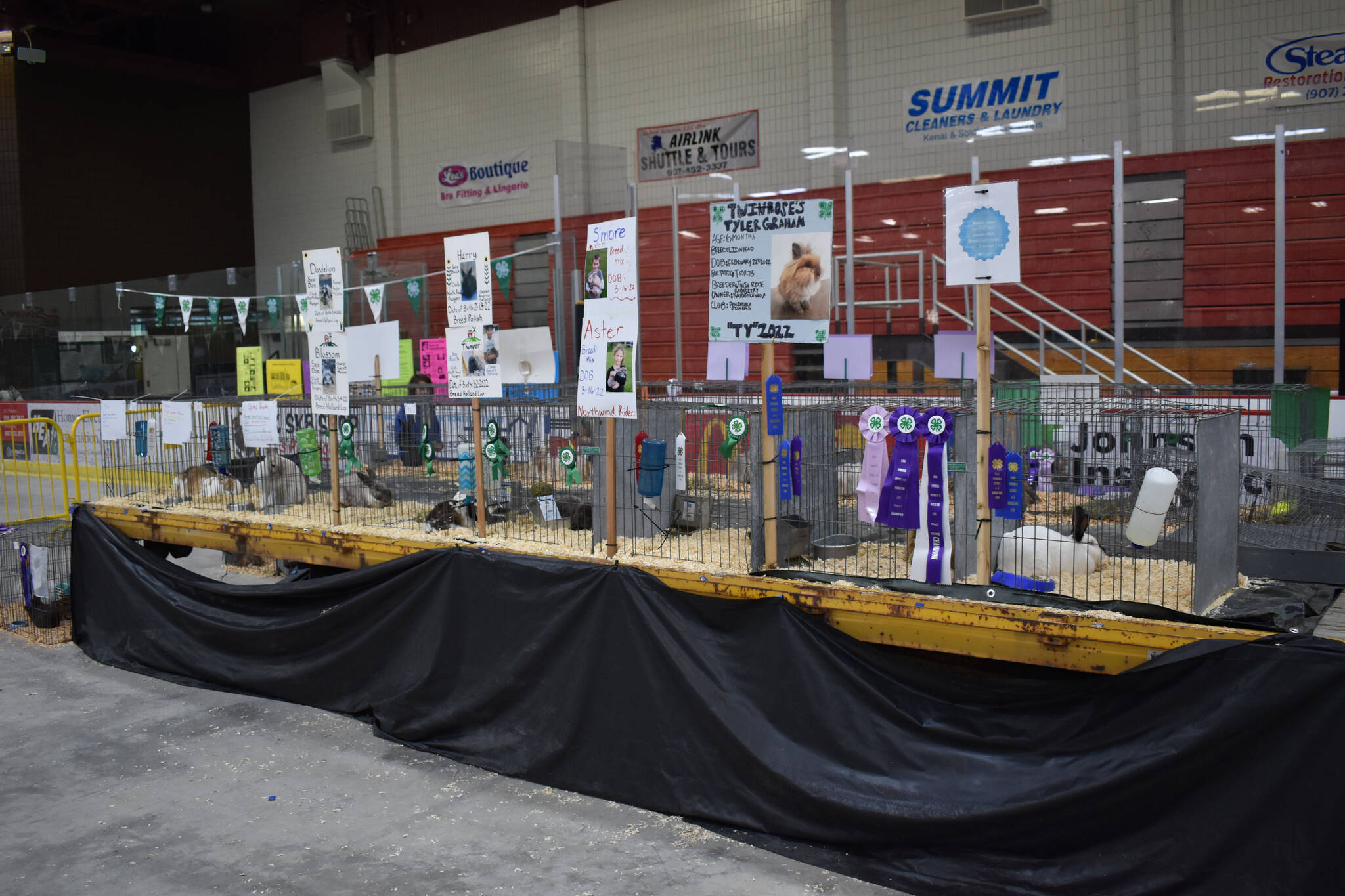 Award-winning rabbits on display at the 4-H Agriculture Expo in Soldotna, Alaska, on Aug. 5, 2022. (Jake Dye/Peninsula Clarion)