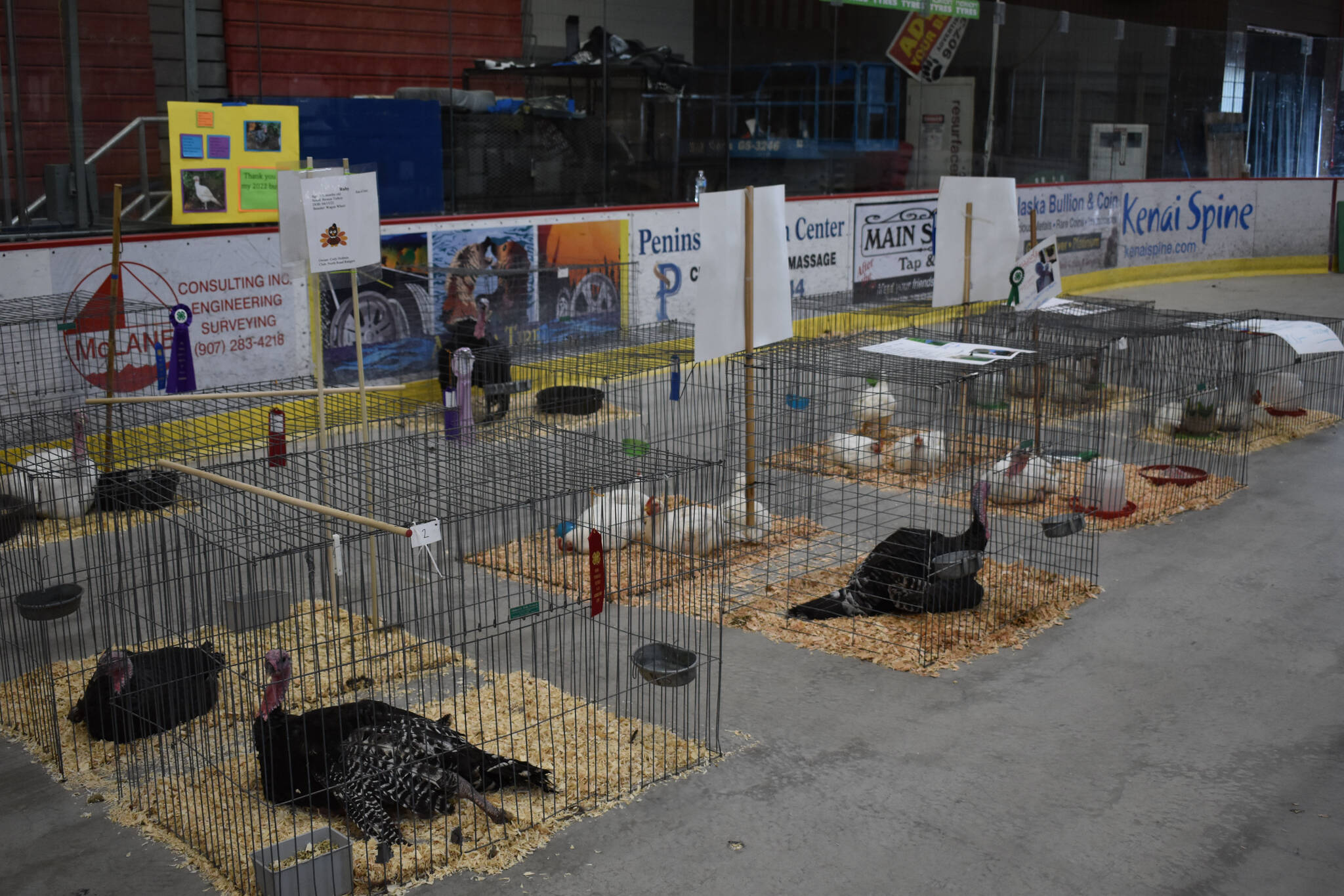 Turkeys on display at the 4-H Agriculture Expo in Soldotna, Alaska, on Aug. 5, 2022. (Jake Dye/Peninsula Clarion)