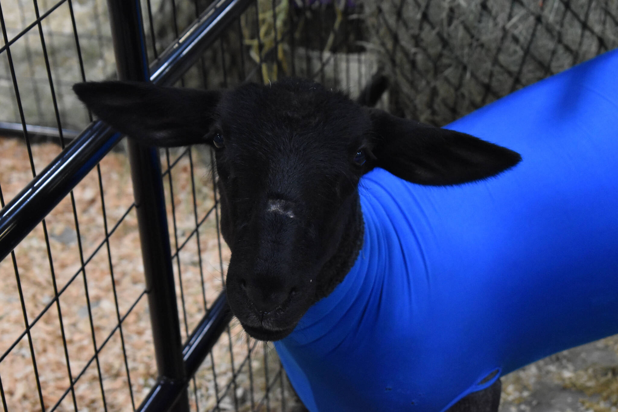 A goat waits to be shown at the 4-H Agriculture Expo in Soldotna, Alaska, on Aug. 5, 2022. (Jake Dye/Peninsula Clarion)