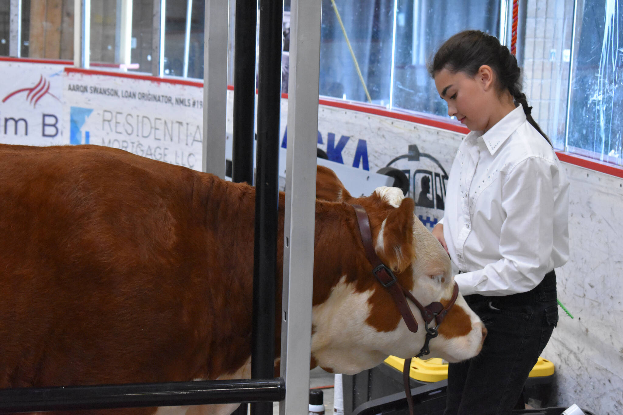 Rayna Reynolds tends to her cow at the 4-H Agriculture Expo in Soldotna, Alaska, on Aug. 5, 2022. (Jake Dye/Peninsula Clarion)