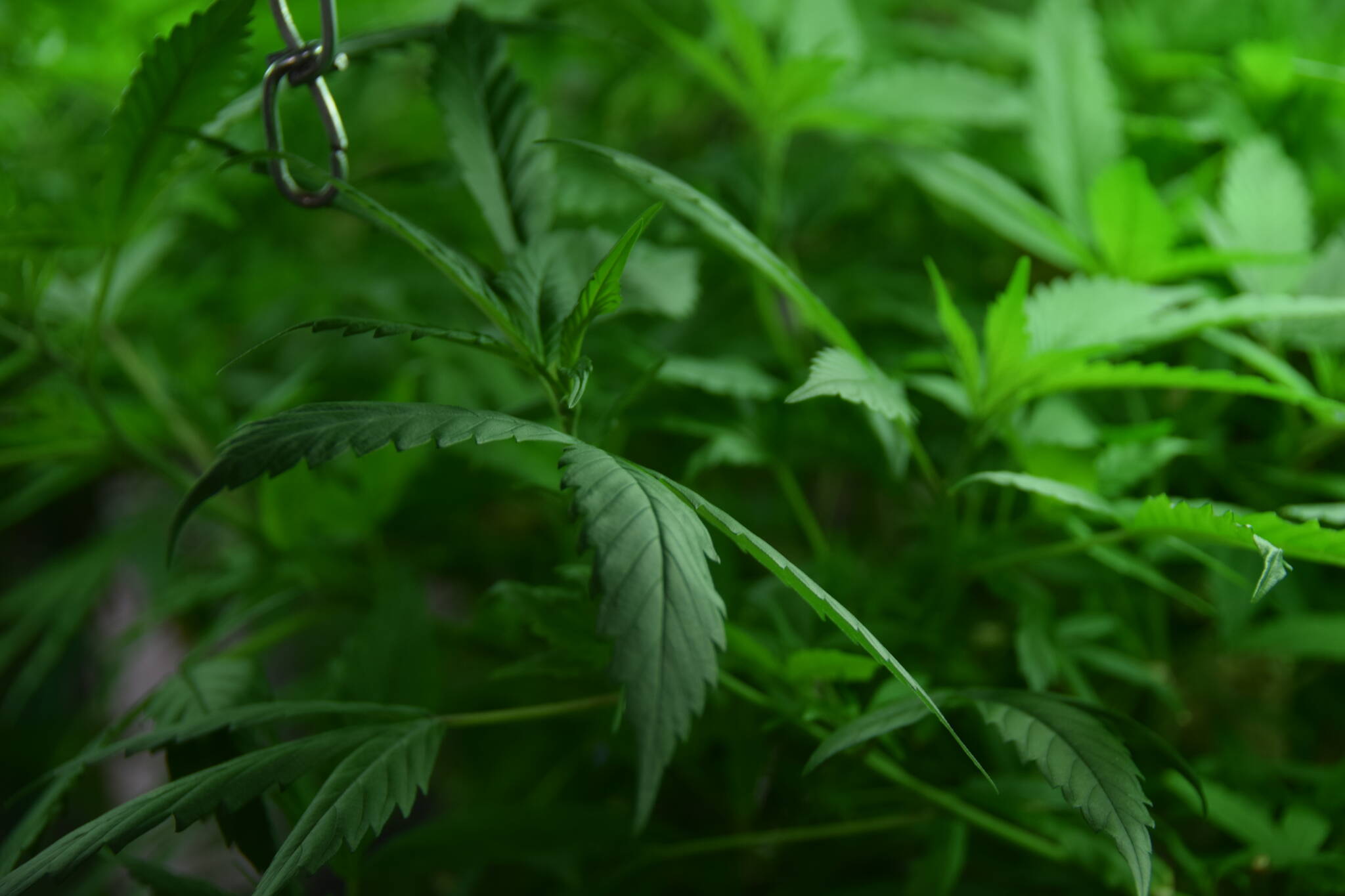 A closeup of one of the marijuana plants at Greatland Ganja in Kasilof, Alaska, as seen on March 19, 2019. (Photo by Brian Mazurek/Peninsula Clarion)