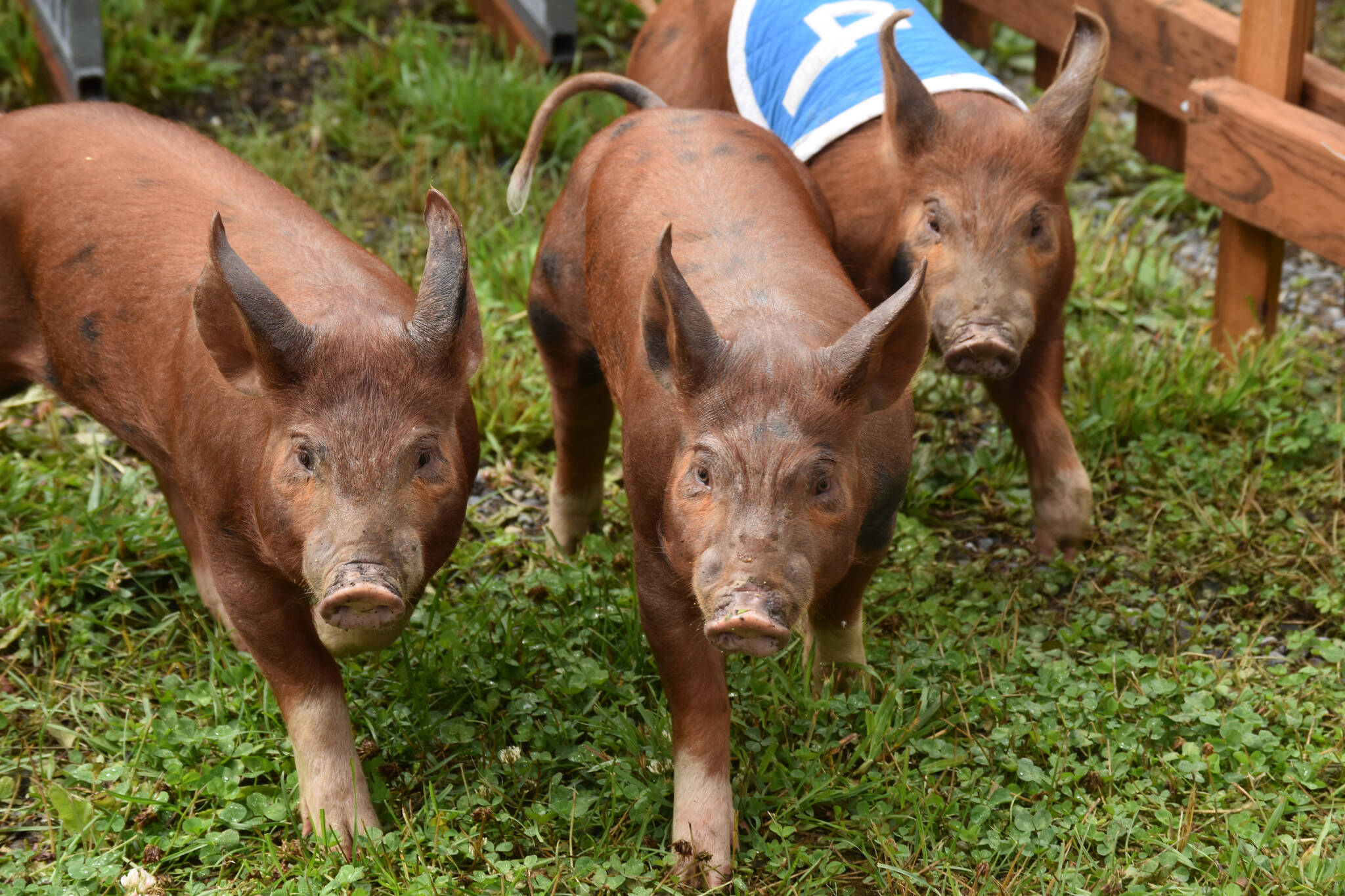 Pigs race out of the starting gate at the Kenai Peninsula Fair pig races on Aug. 12, 2022, in Ninilchik, Alaska. (Jake Dye/Peninsula Clarion)