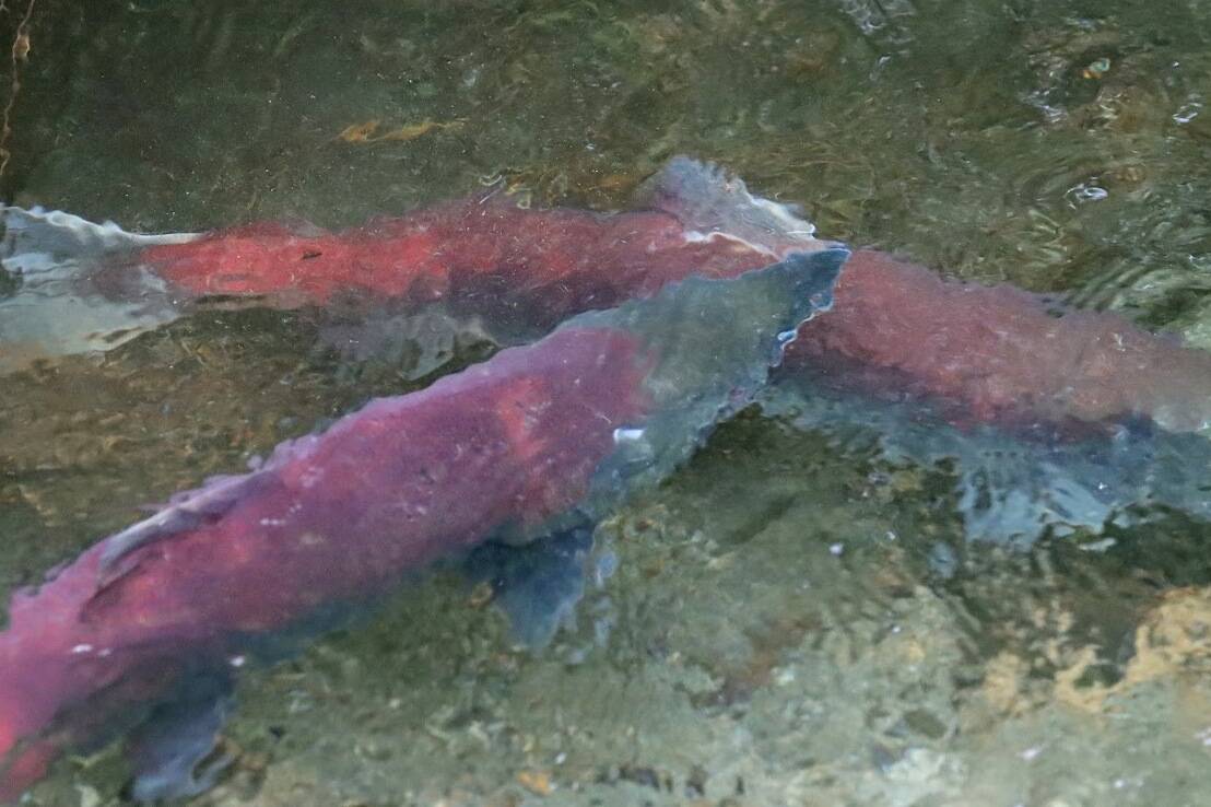 Sockeye salmon return to Steep Creek to spawn. Alaska’s overall commercial salmon harvest across all species is currently up 15% from 2021 (2020 for pinks) with Bristol Bay and the Prince William Sound largely carrying the weight while other regions lag, according to data from the most recent Alaska Seafood Marketing Institute weekly salmon harvest update. (Ben Hohenstatt / Juneau Empire)