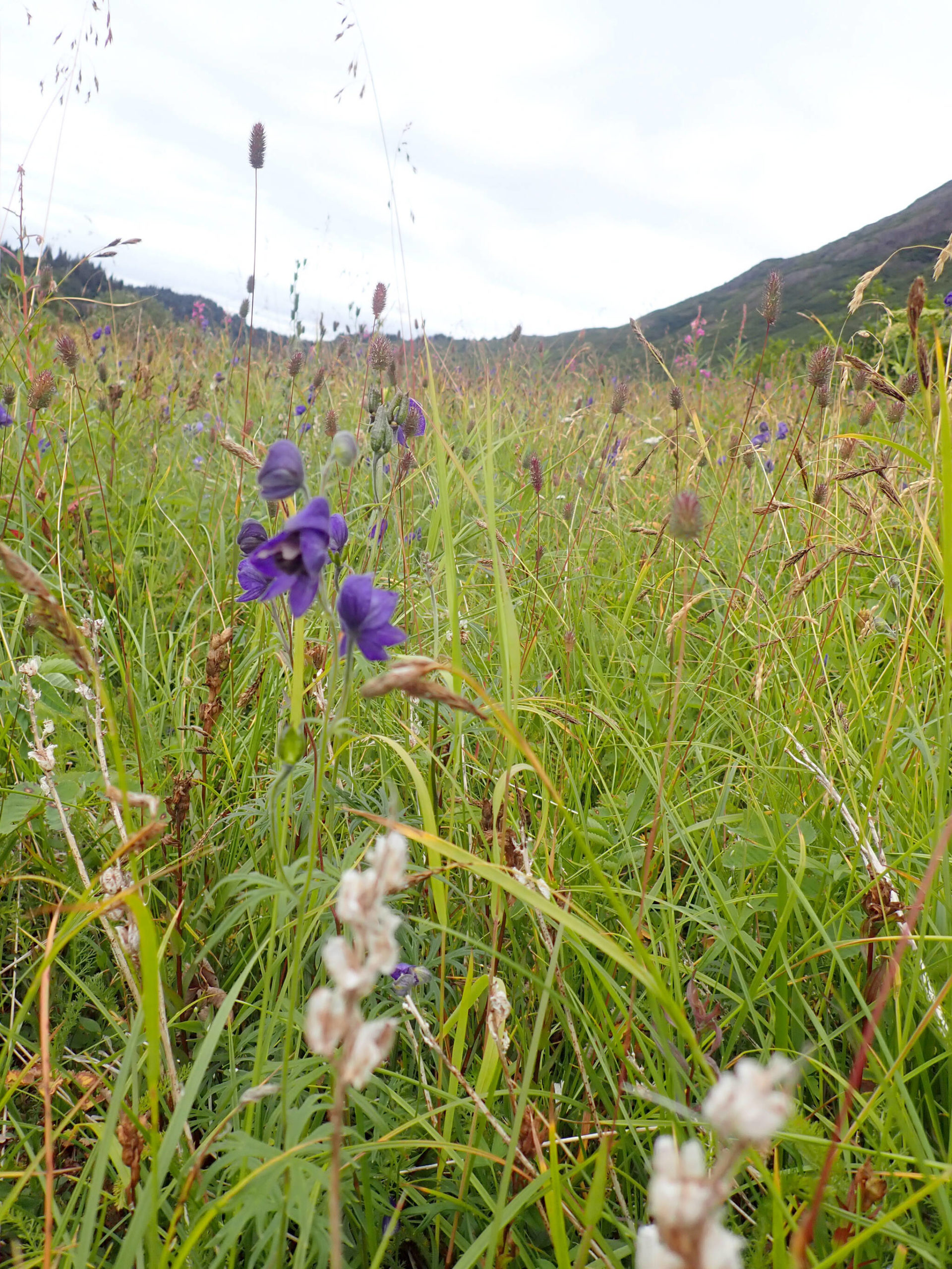 Pollinator survey at Emerald Lake discovers Bombus at work inside the hood of Aconitum delphinifolium. (Photo by Anya Bronowski/USFWS)